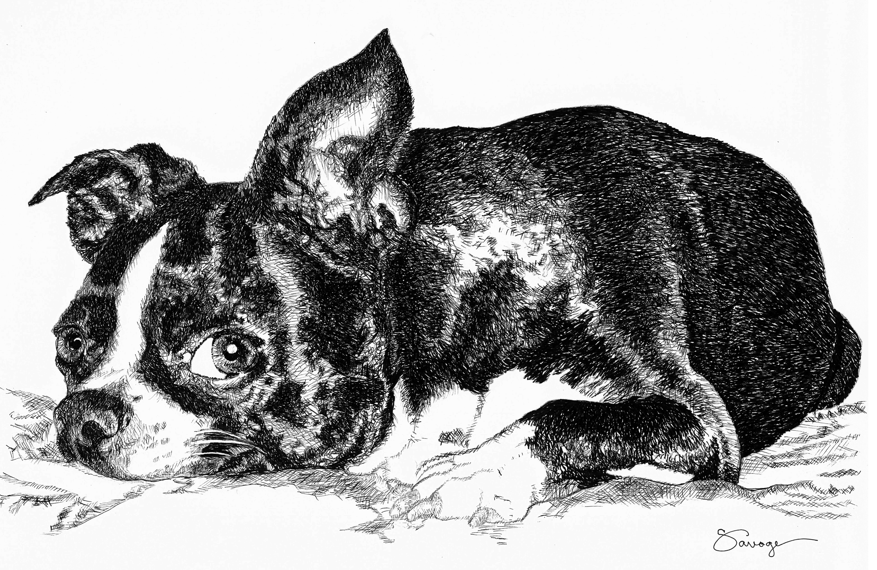 Scarlett, Boston Terrier
