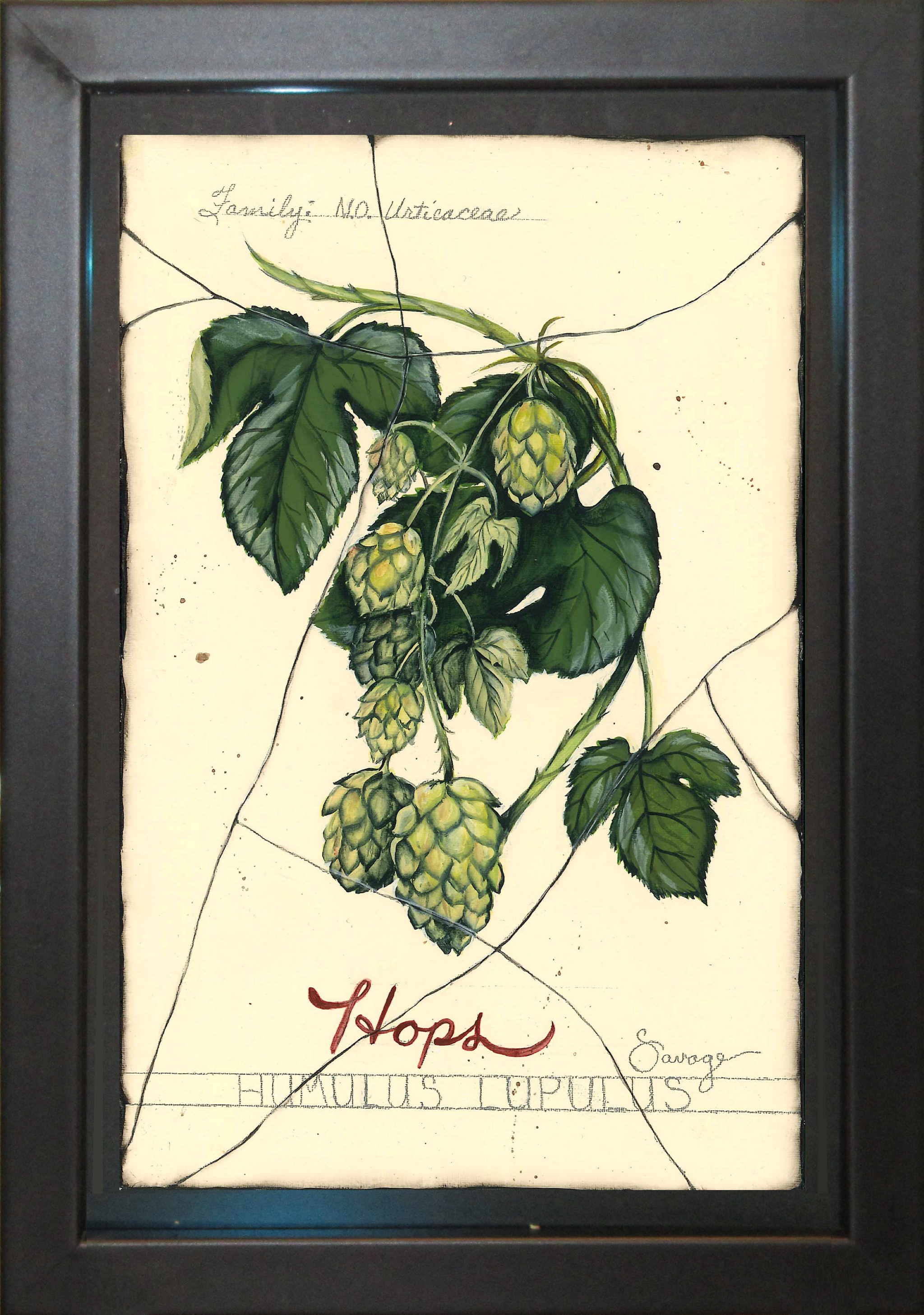 Hops
