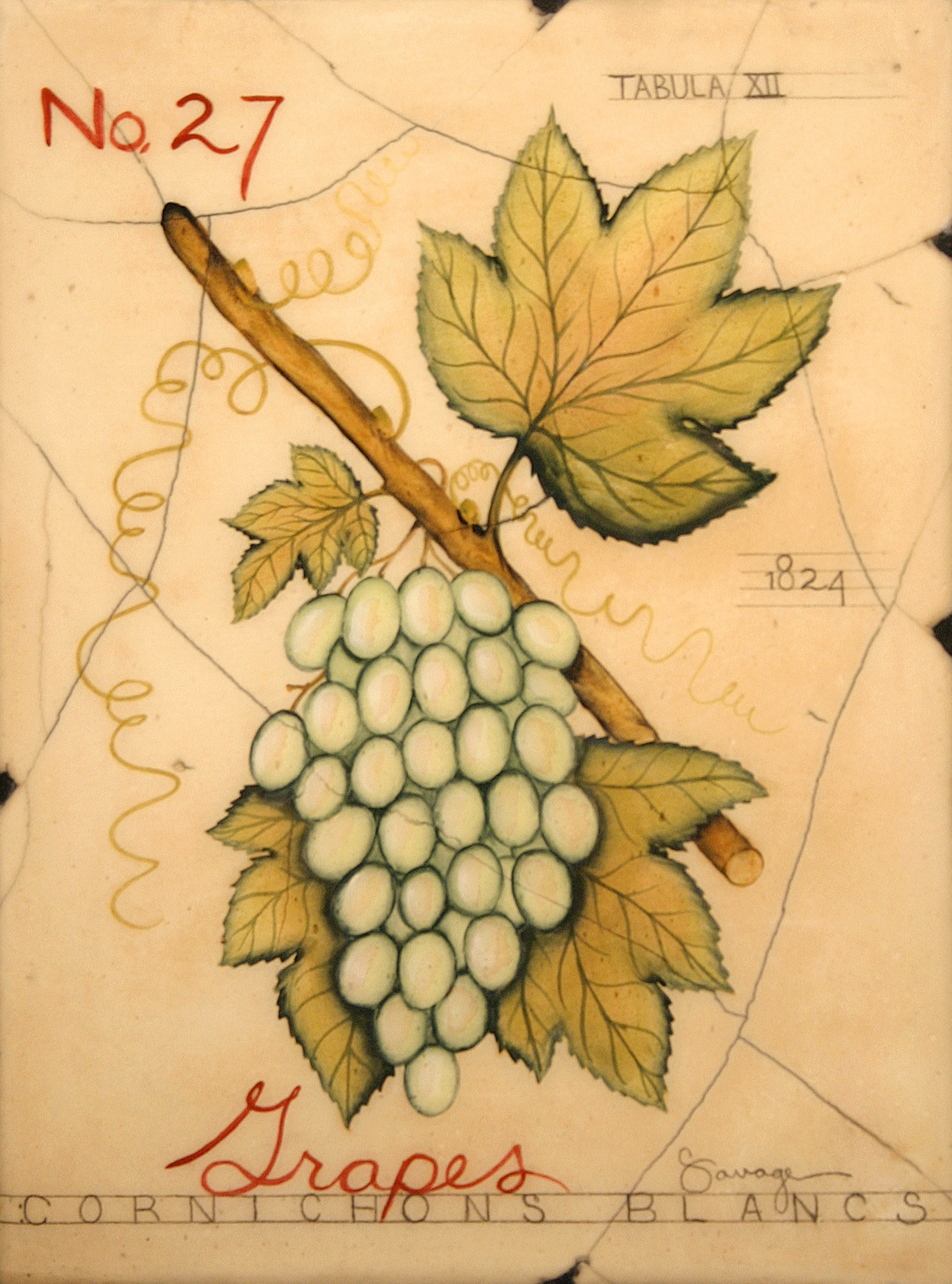 No. 27 Blanc Grapes