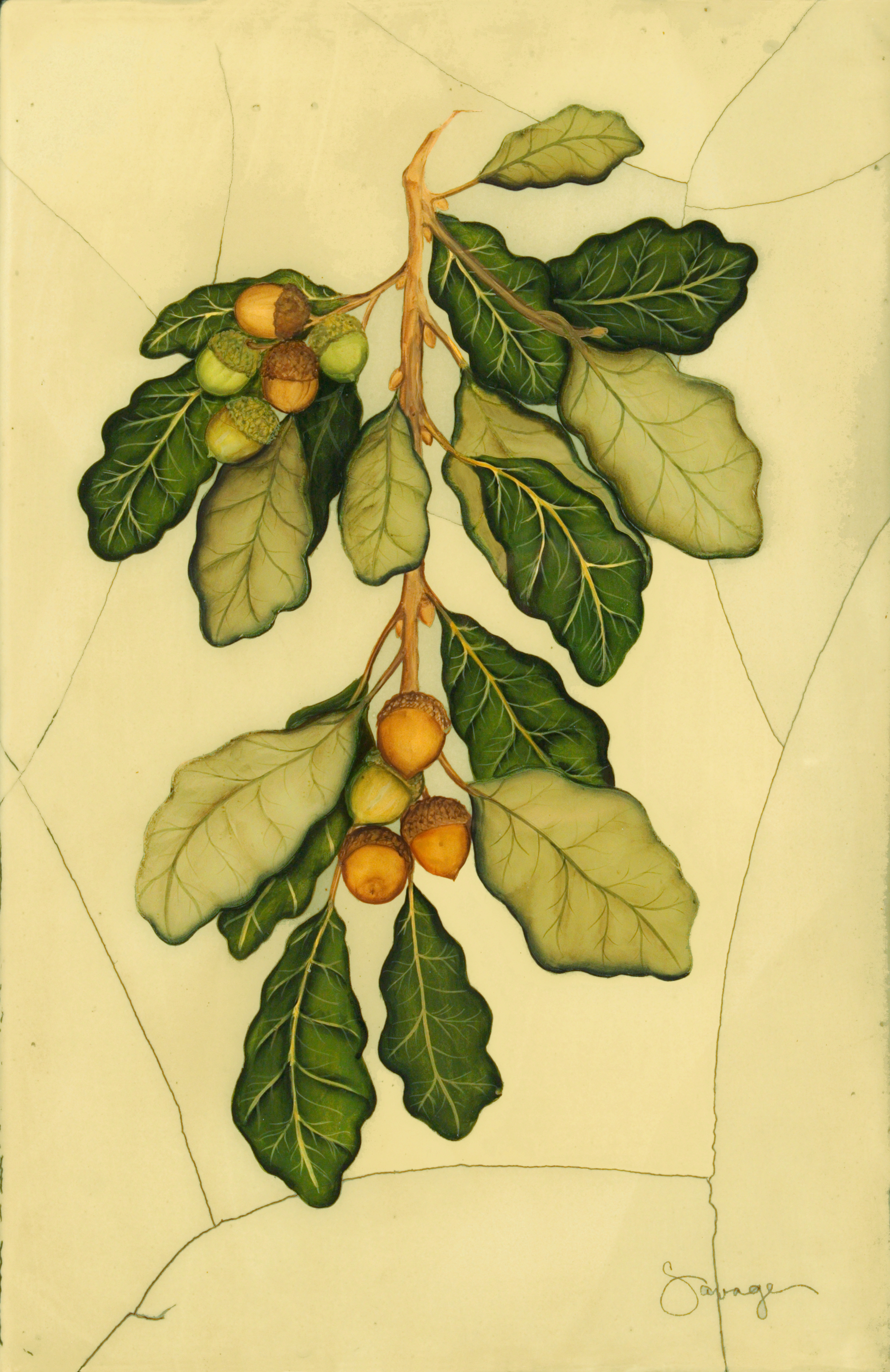 English Oak Tree