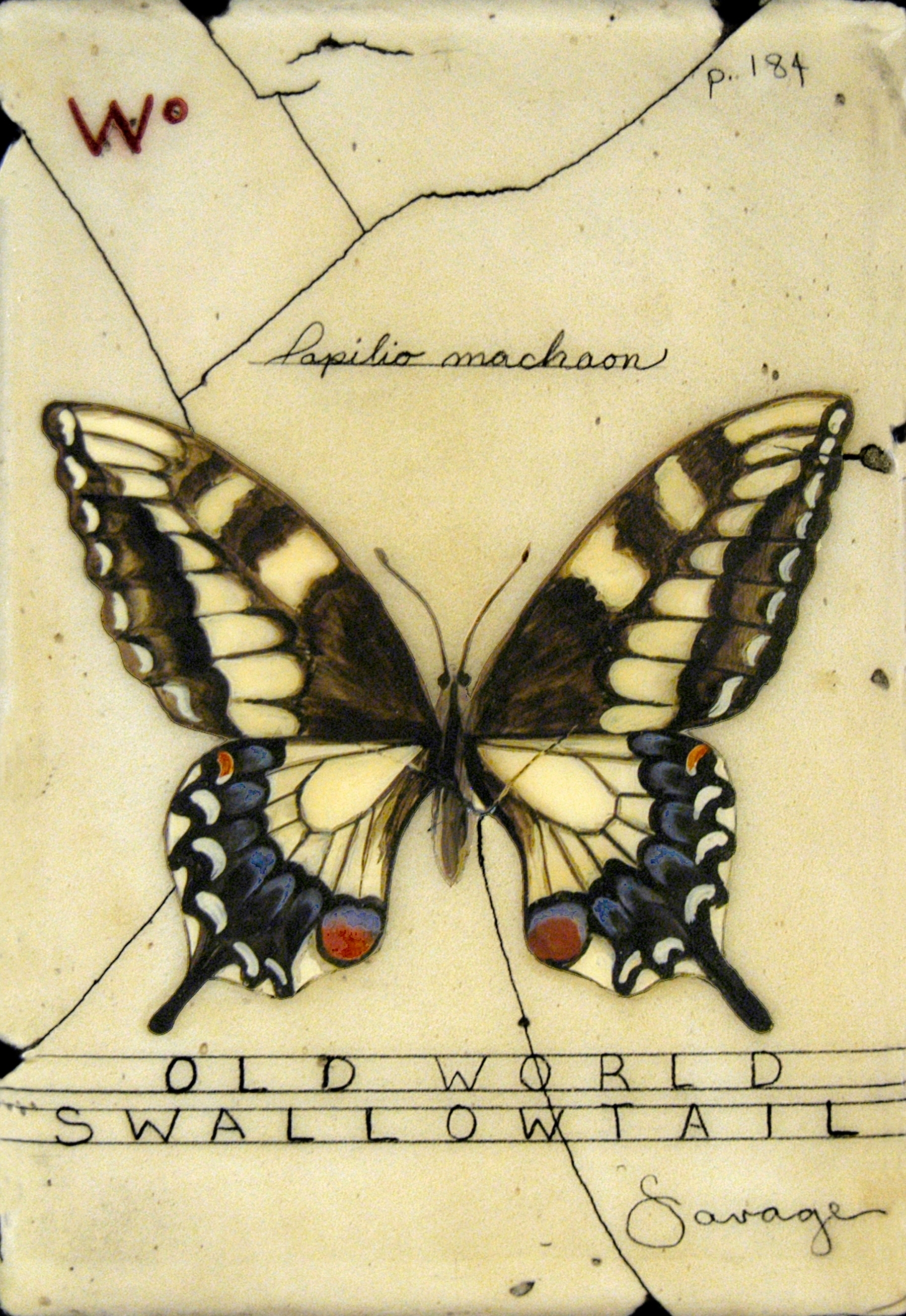 W. Old World Swallowtail Butterfly