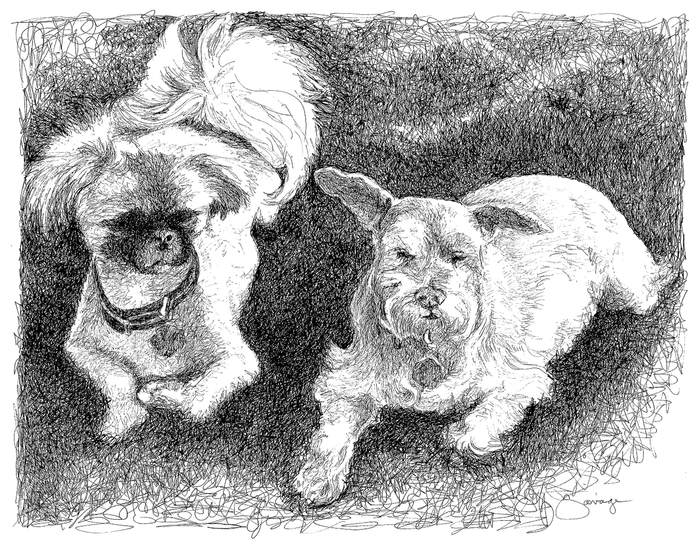 Gizmo, Pekinese & Prissy, Schnauzer