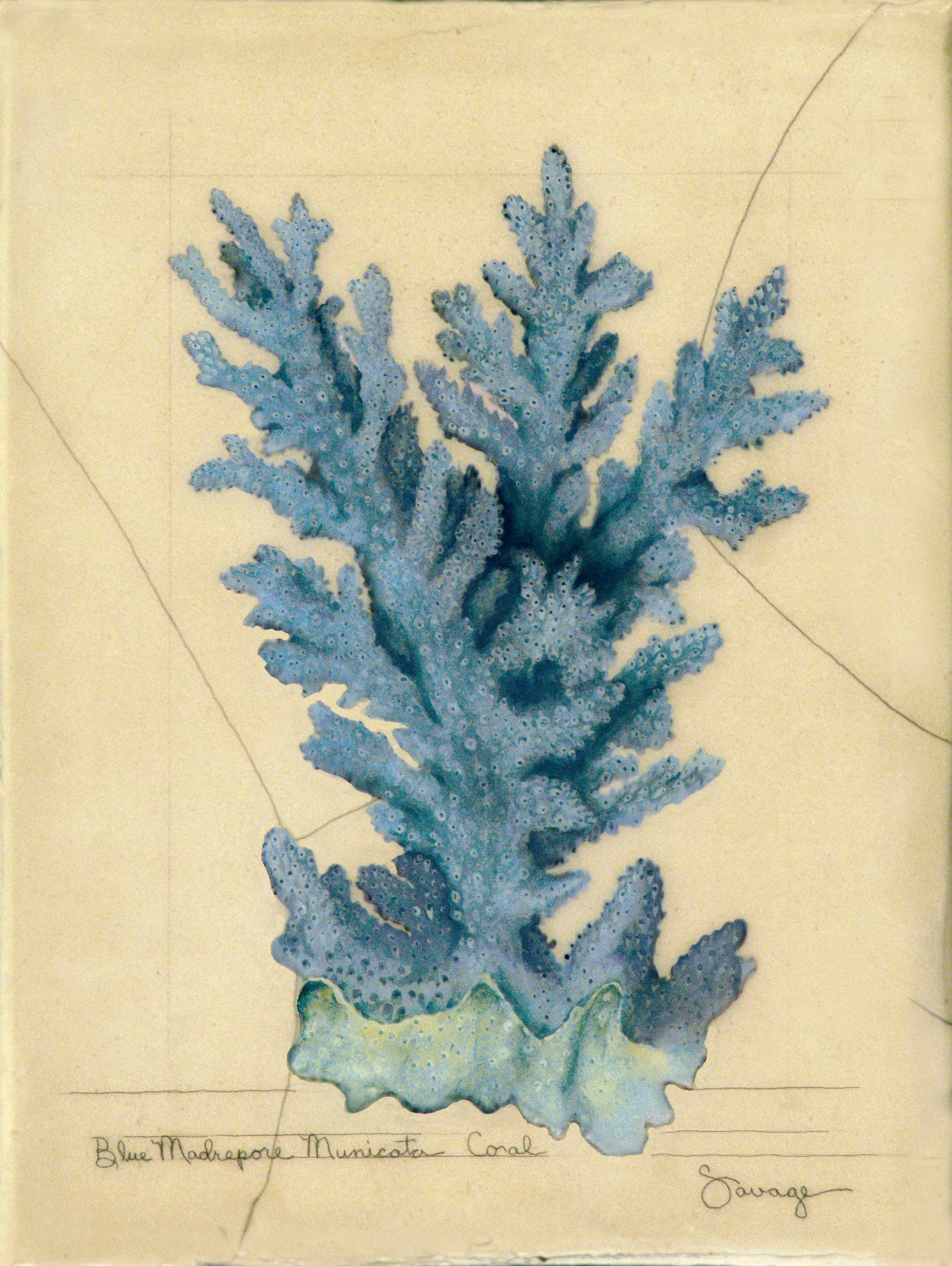Blue Madrepore Coral
