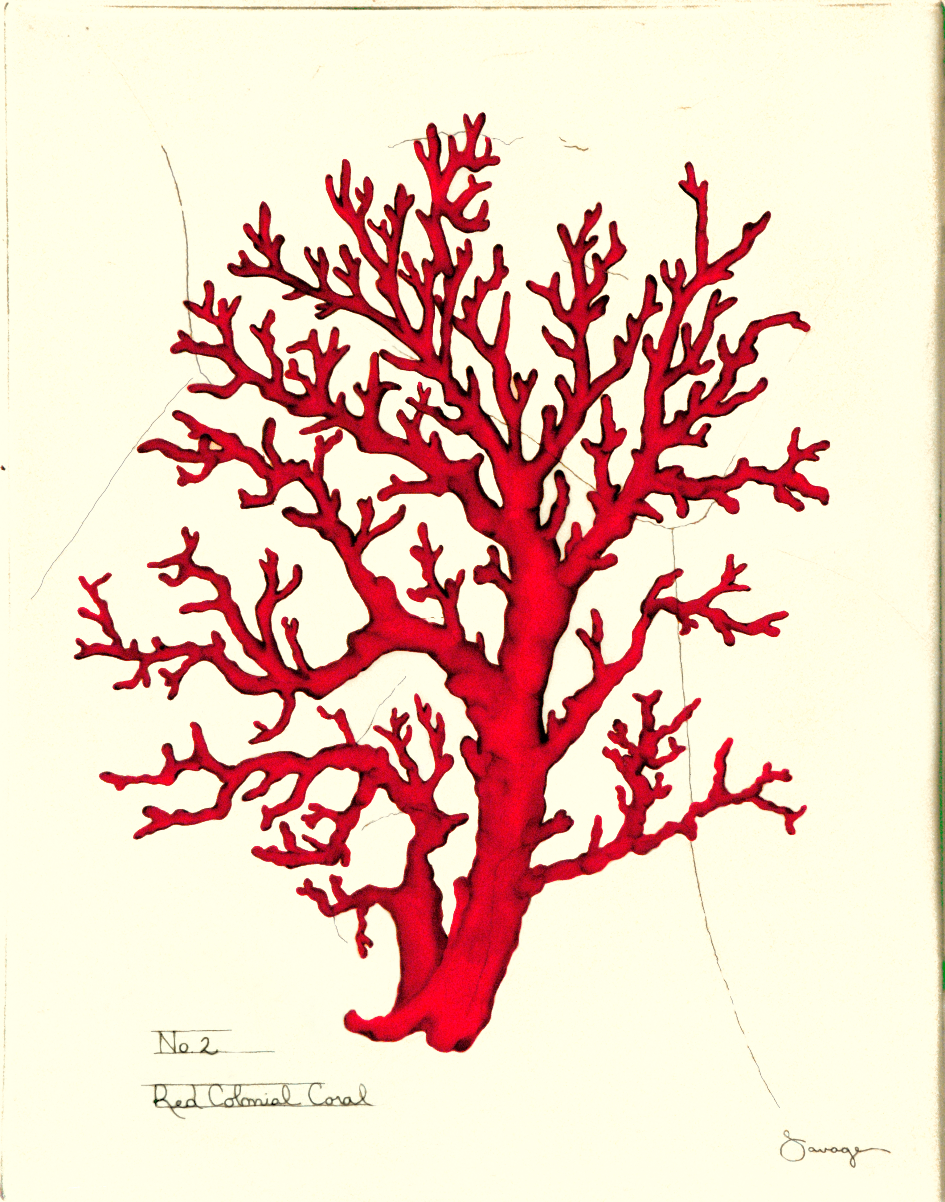 Red Colonial Coral