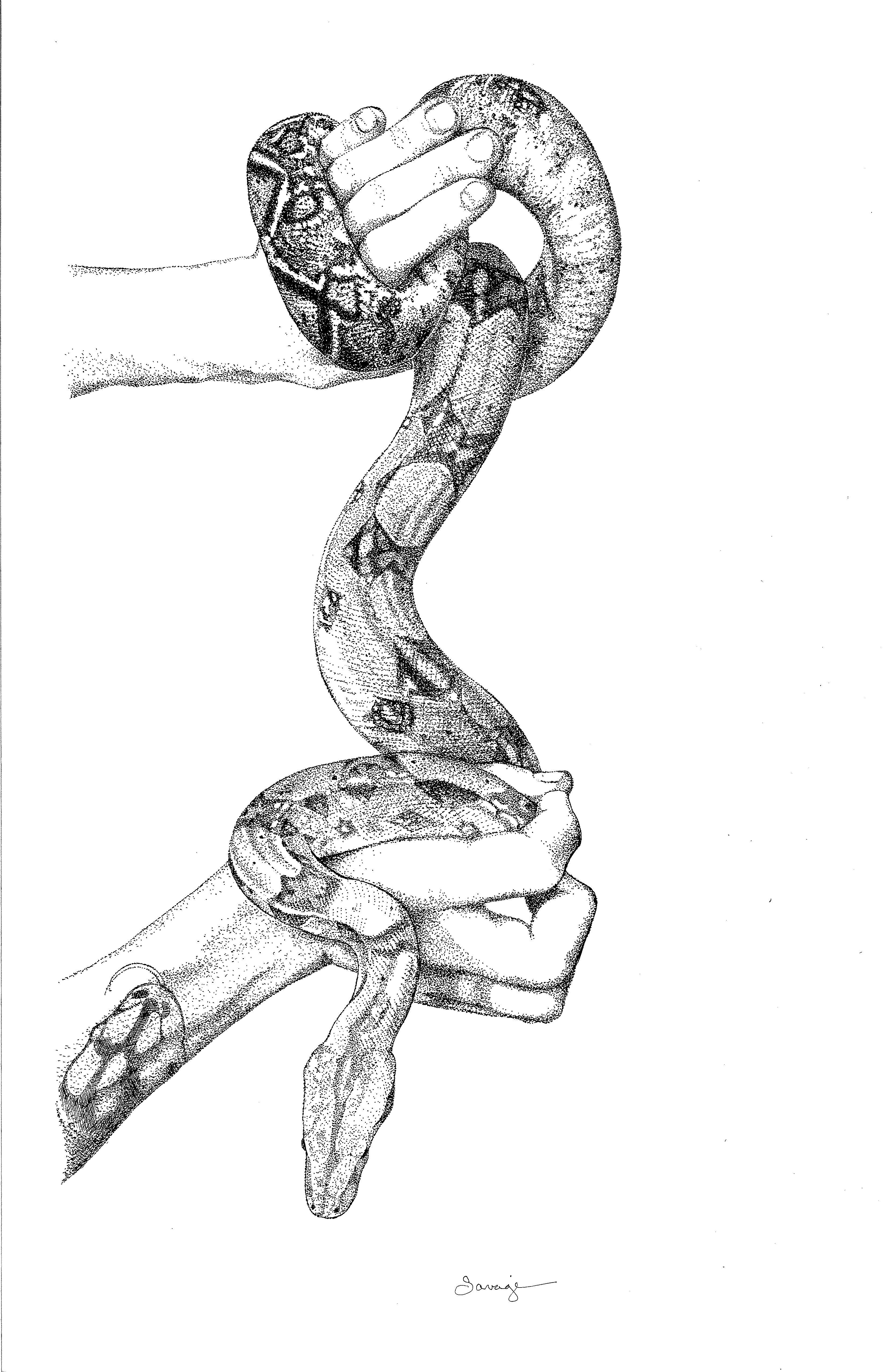 Athena, Red Tail Boa