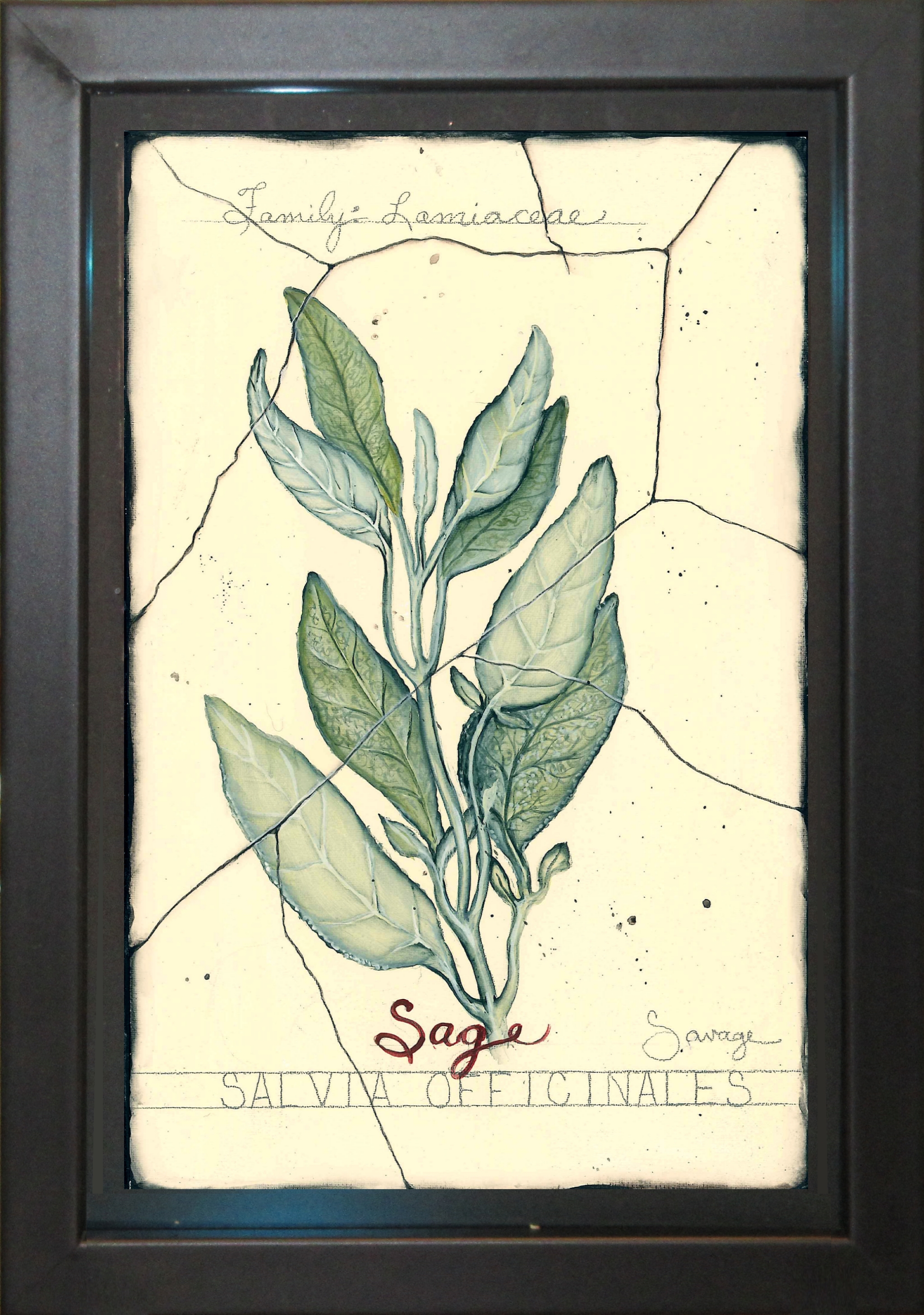 Sage
