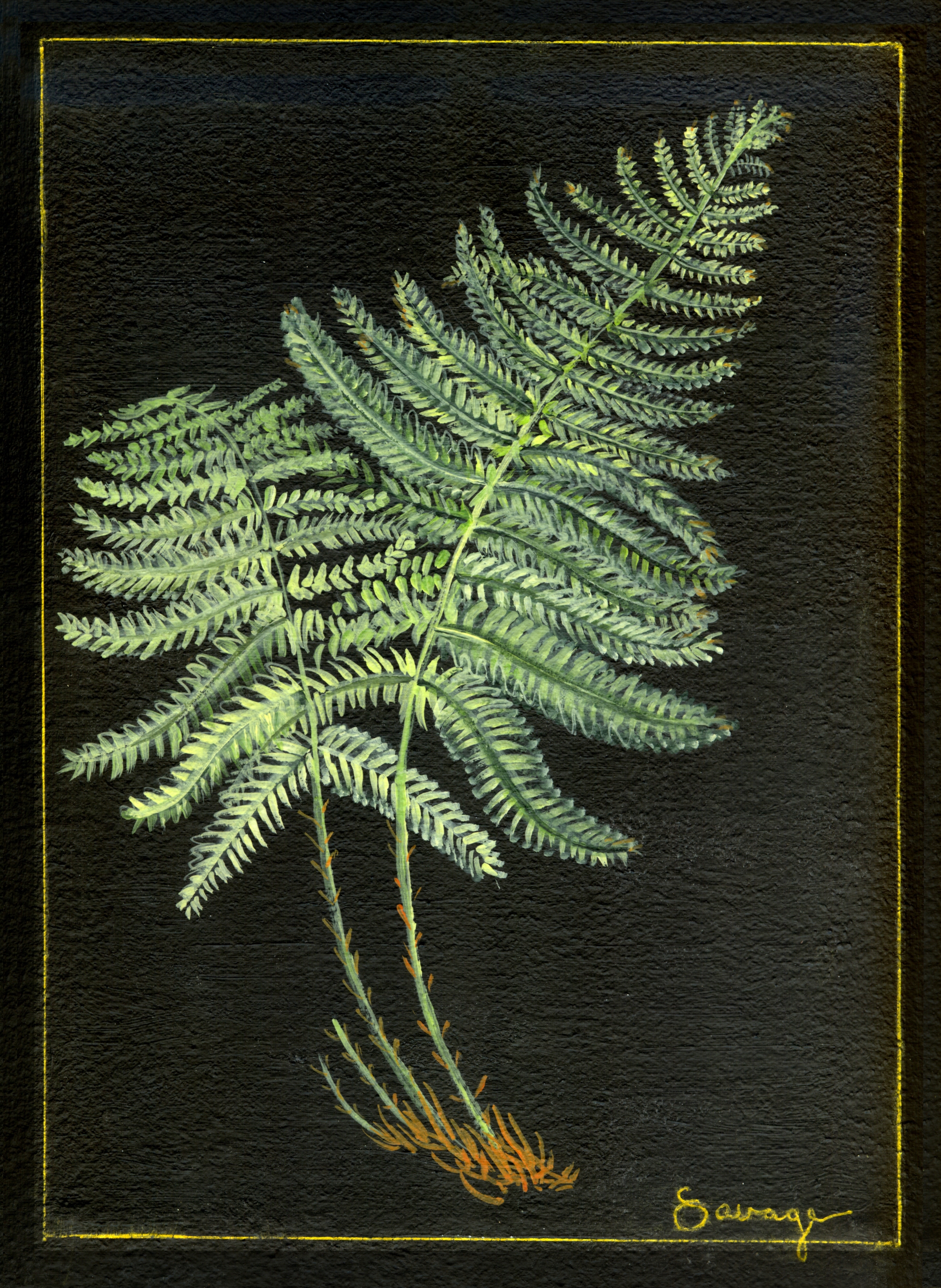 Goldie's Fern