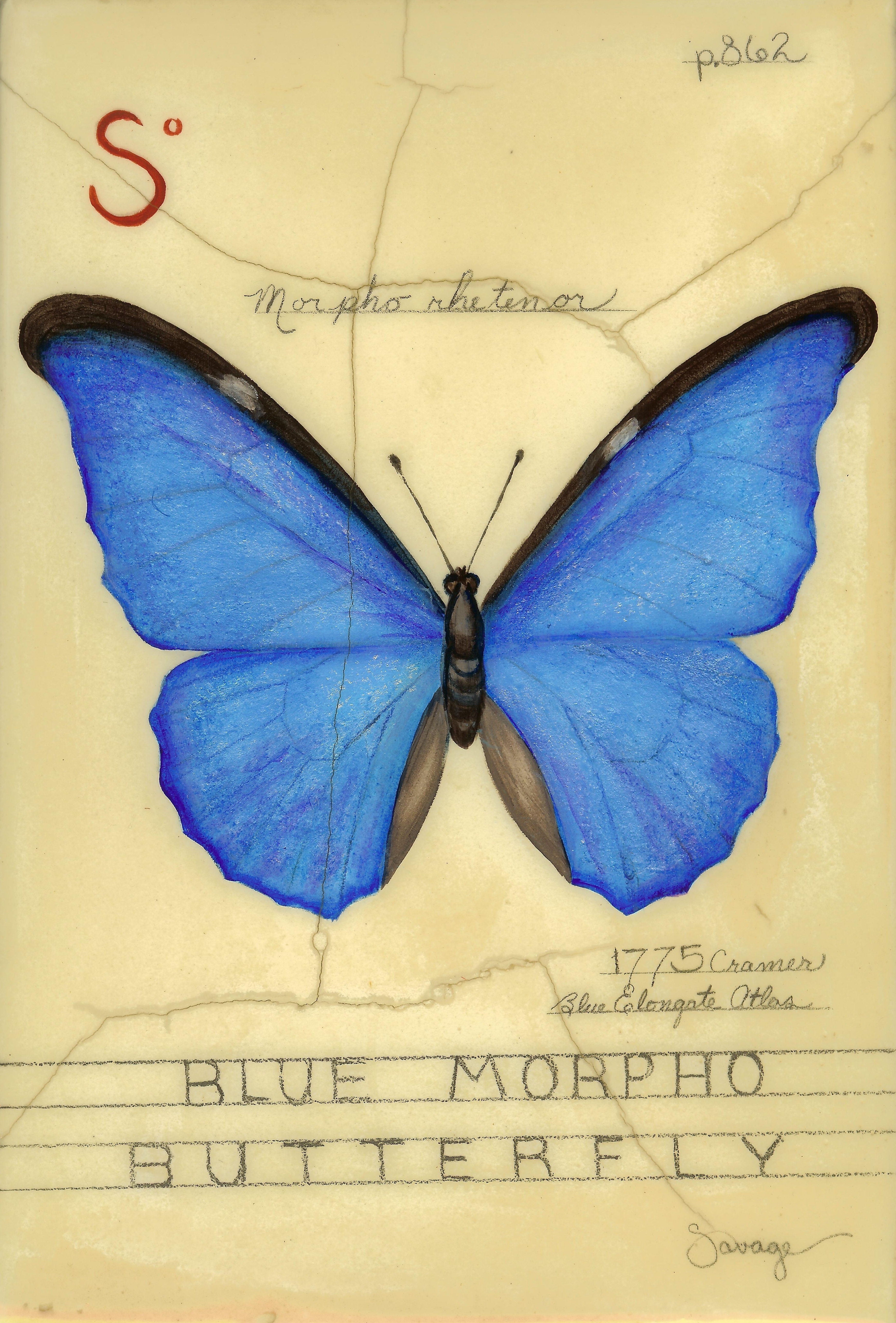 S. Blue Morpho Butterfly