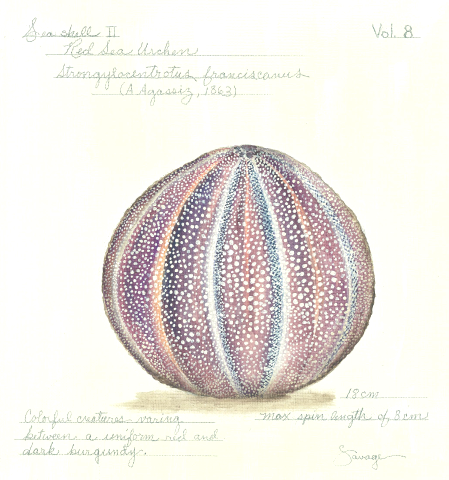 Urchin