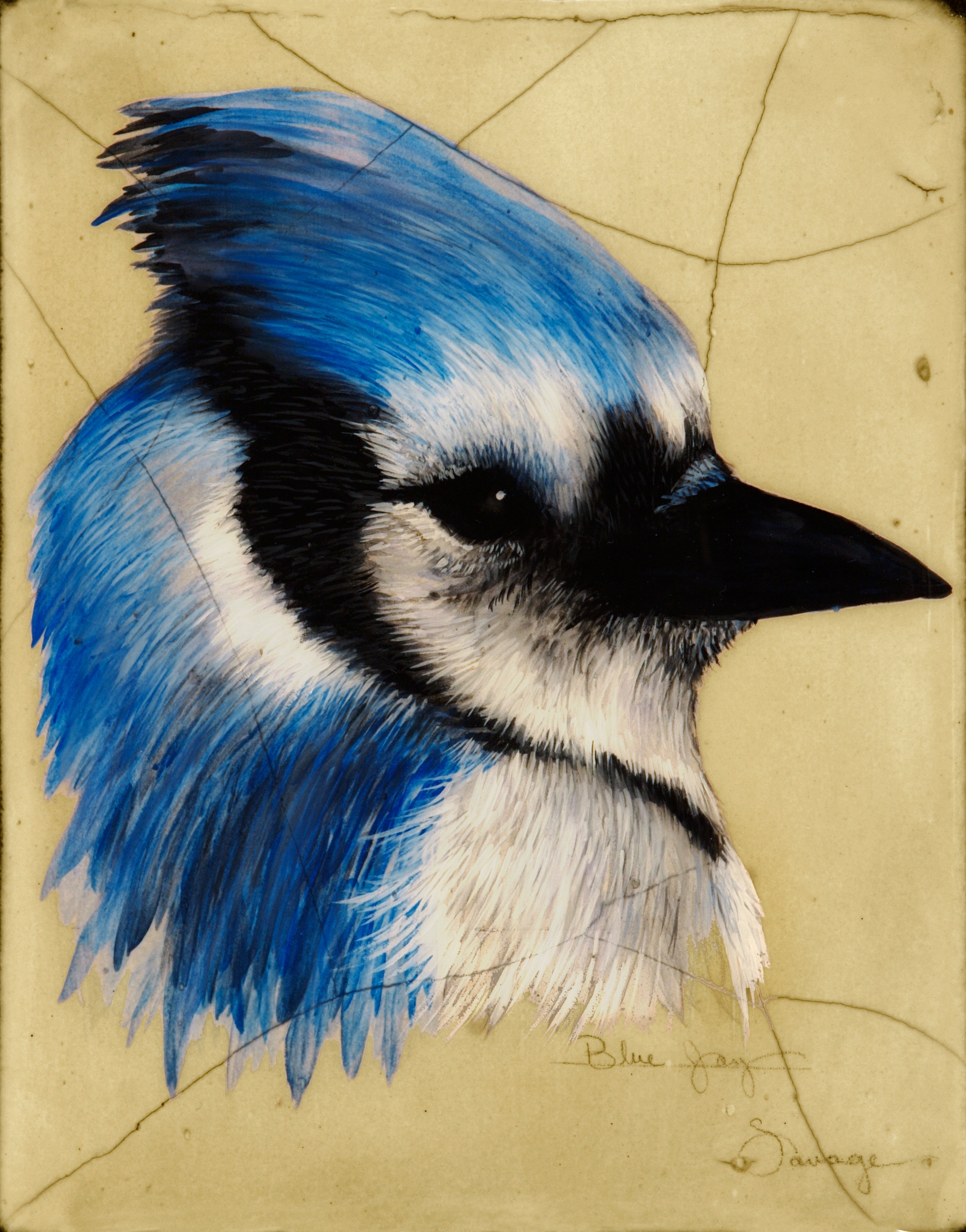 Blue Jay