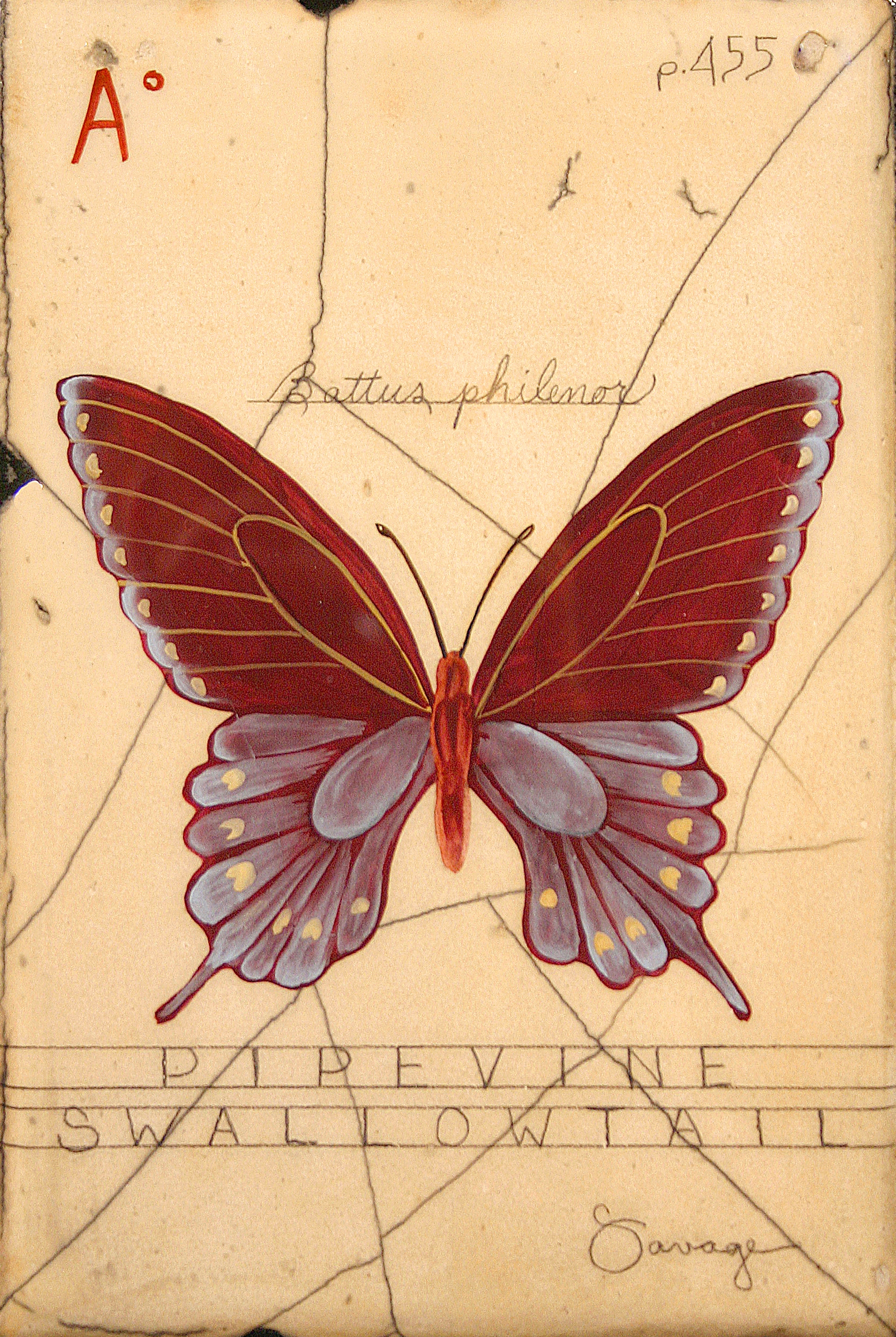 A. Pipevine Butterfly
