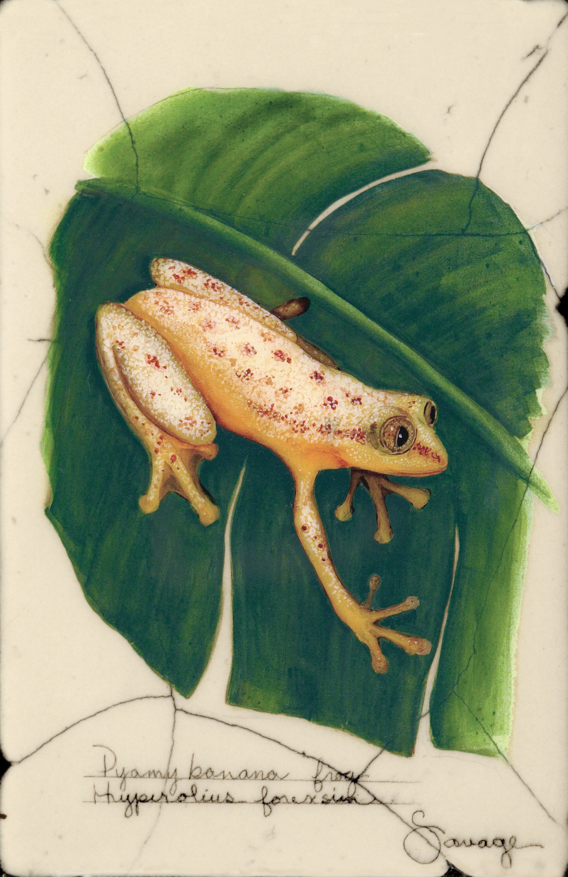 Pygmy Banana Frog