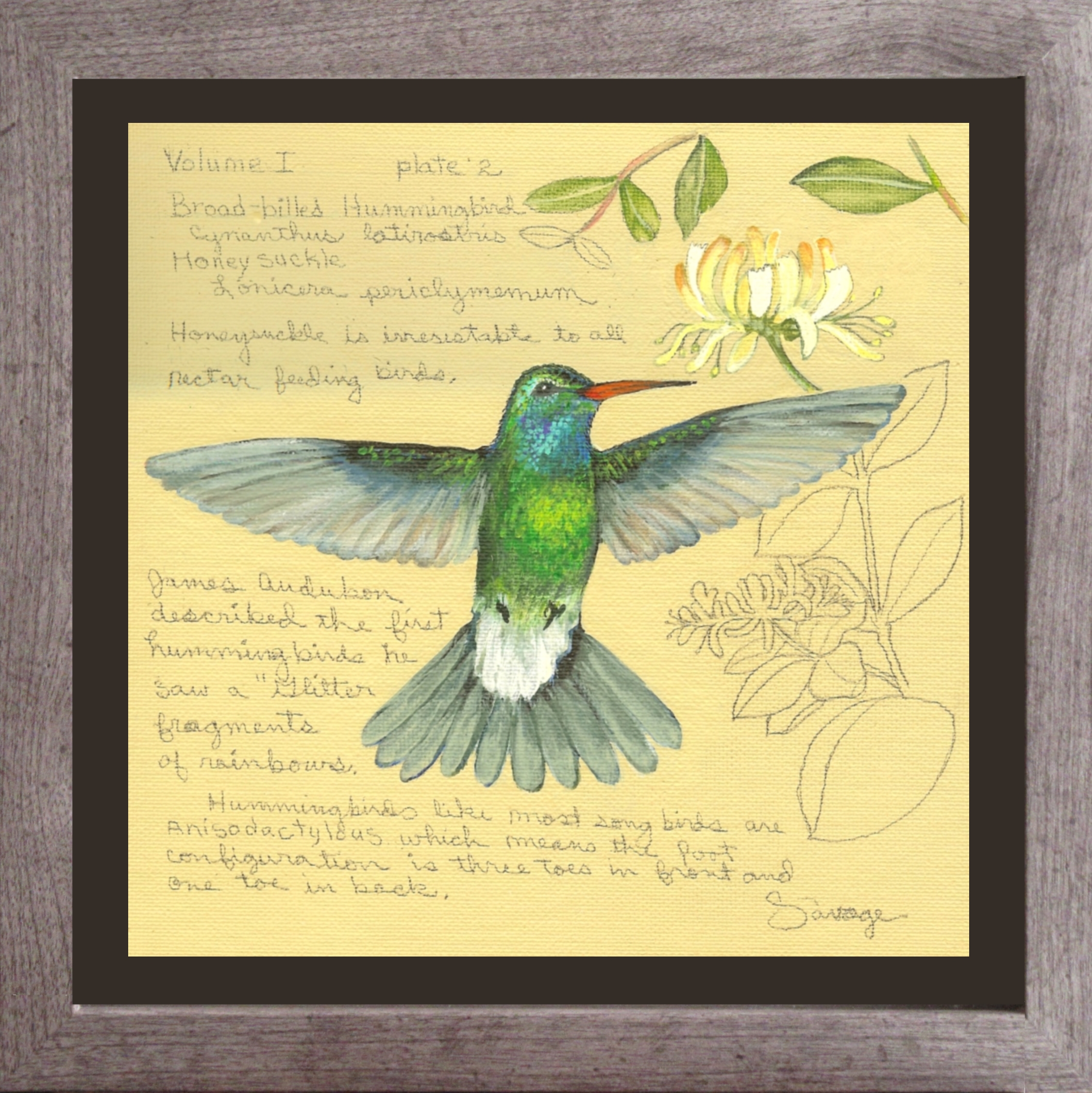 Broad-billed Hummingbird & Honeysuckle