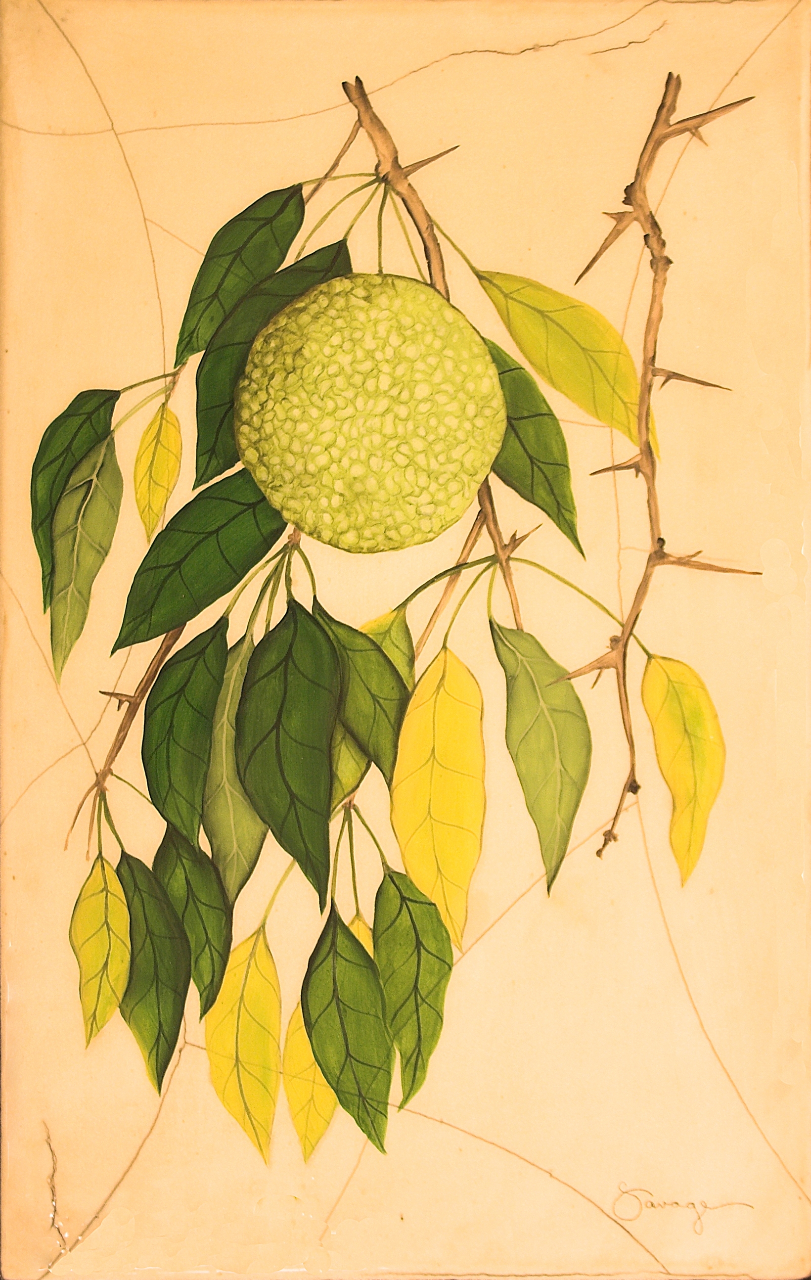 Osage Orange Tree
