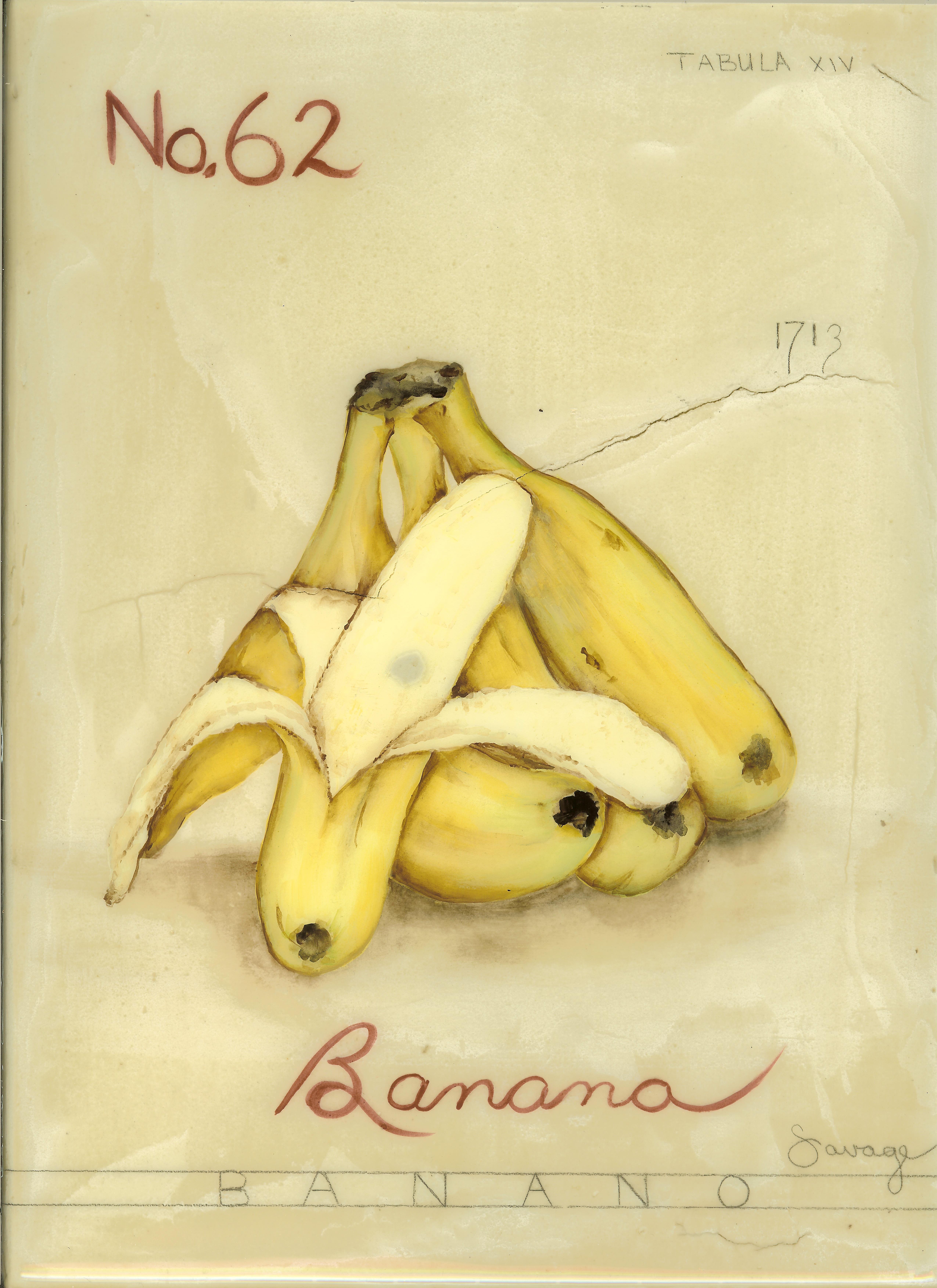 No. 62 Banana