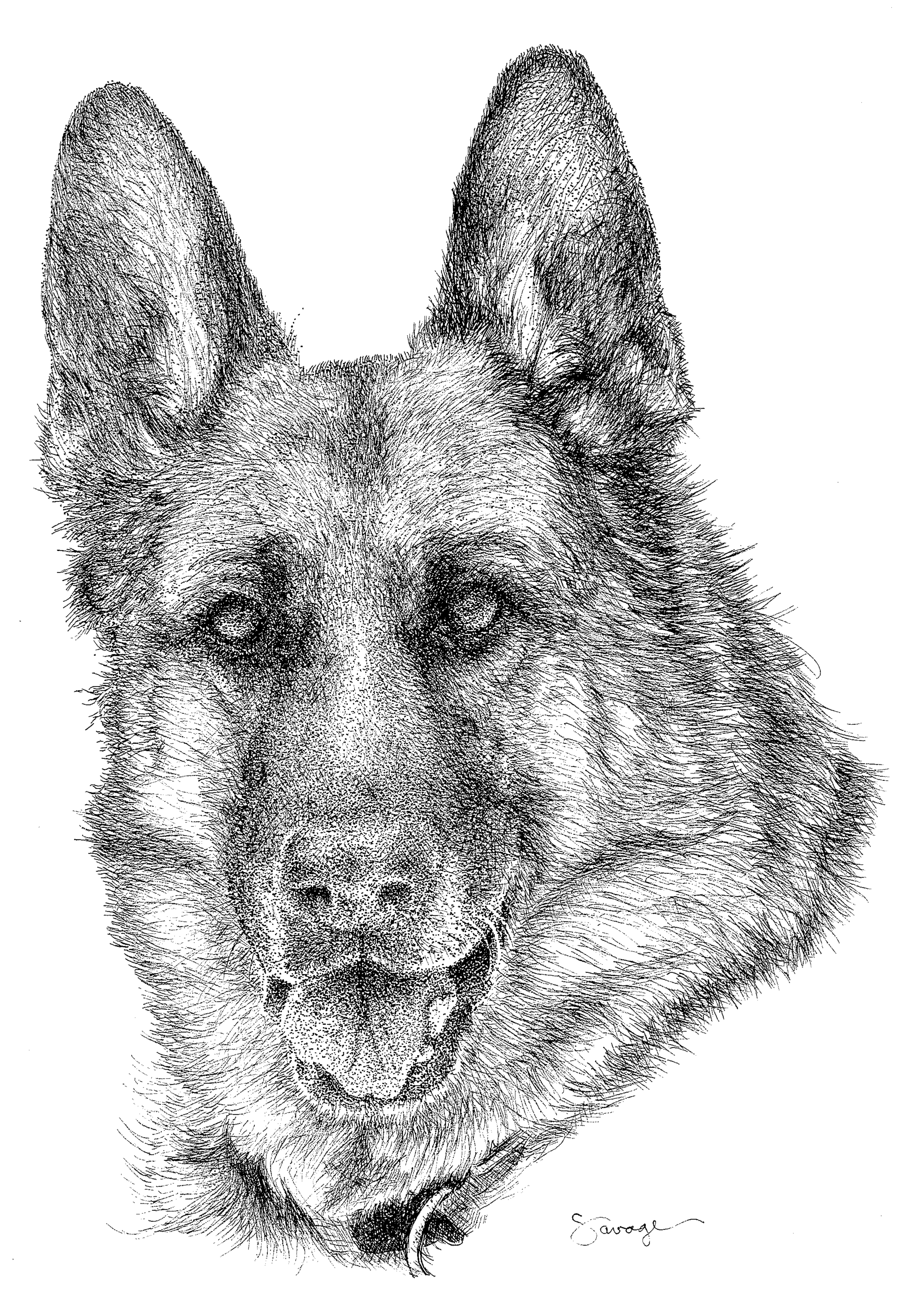 Mr Blue, German Shepherd