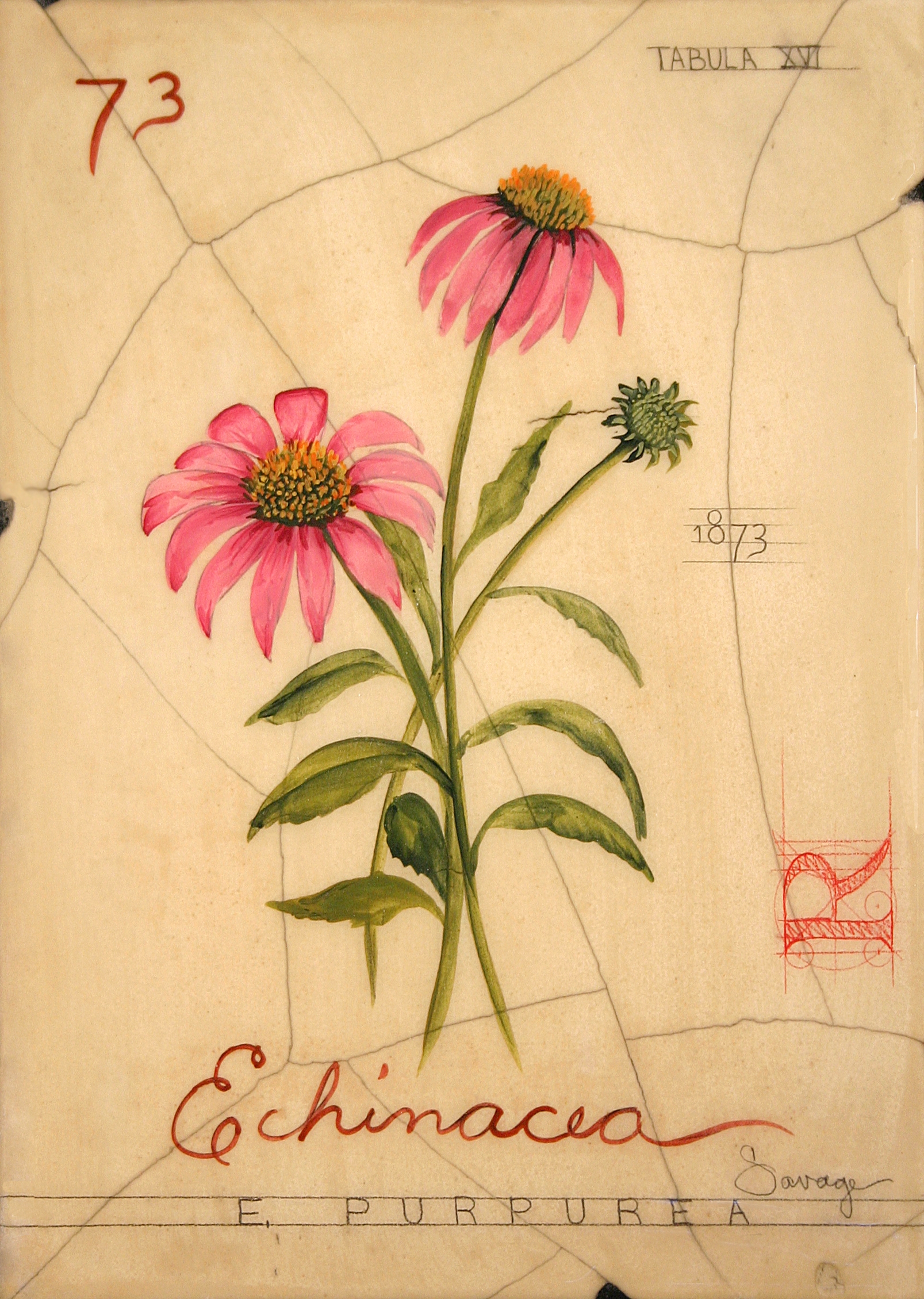 No. 73 Echinacea