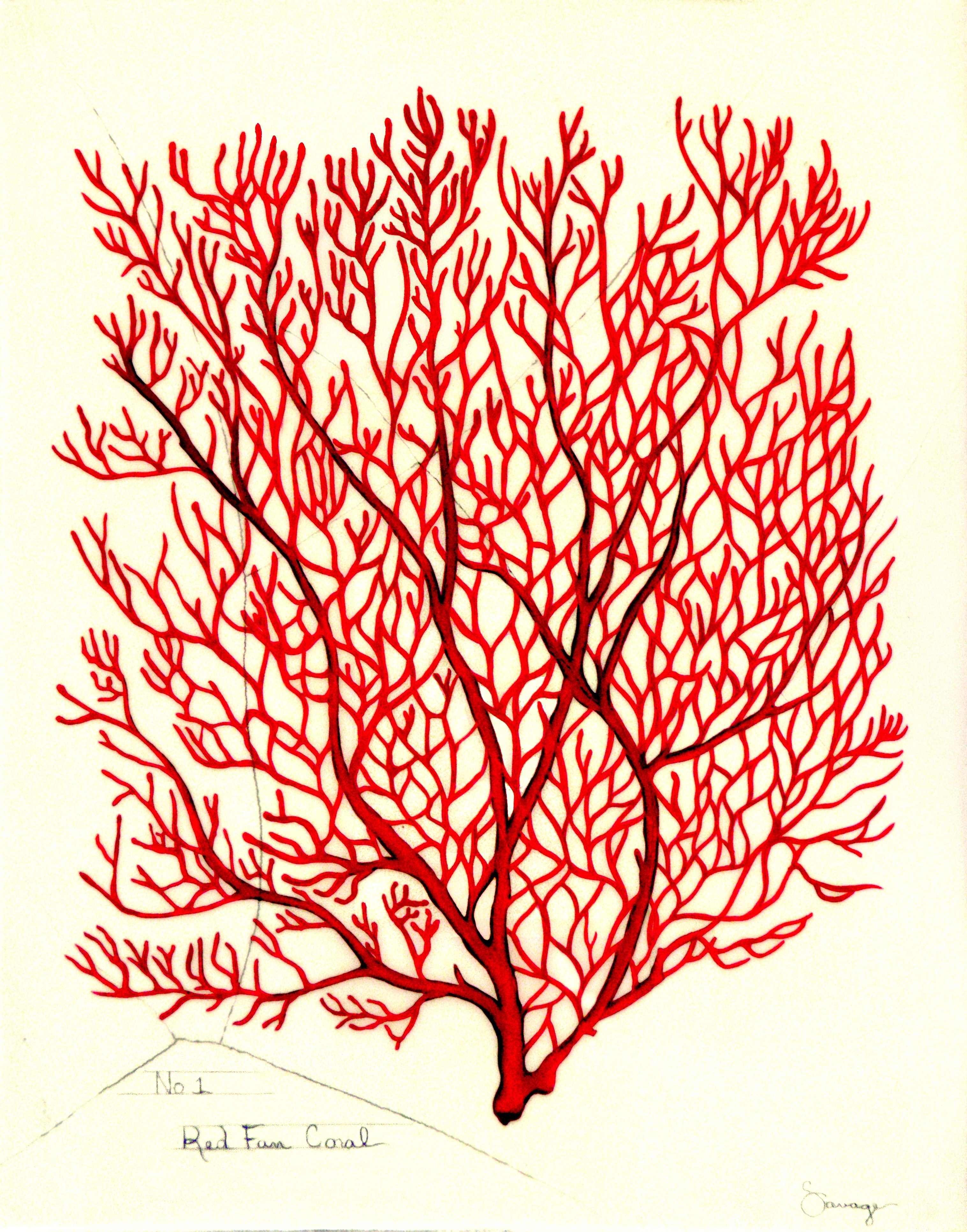 Red Fan Coral