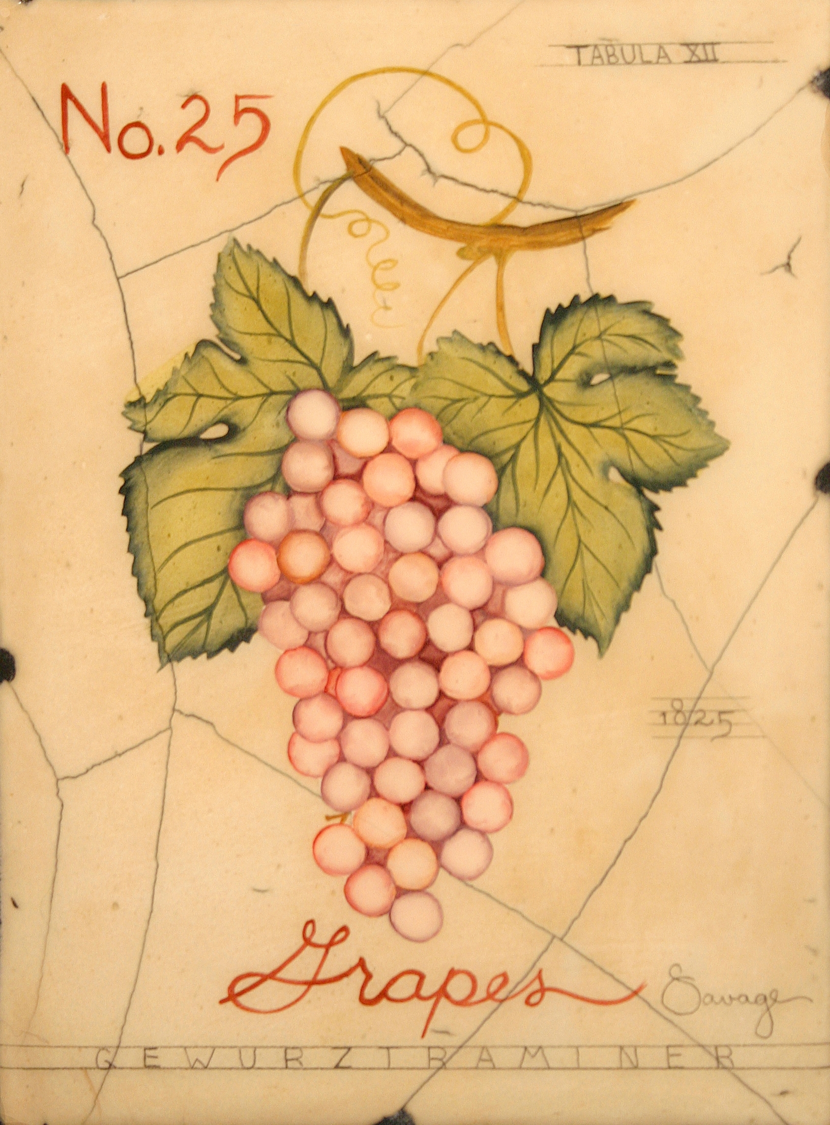 No. 25 Pink Grapes
