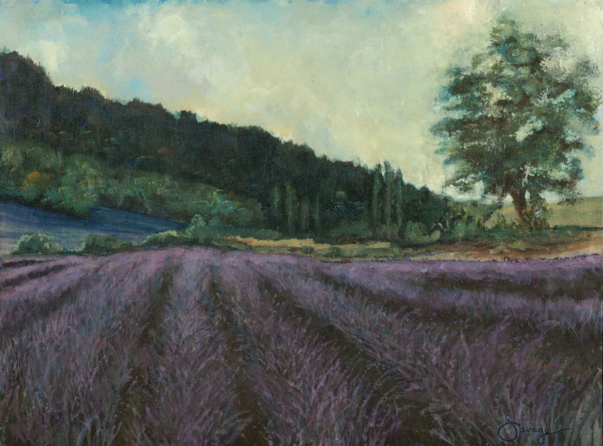 Field of Lavender