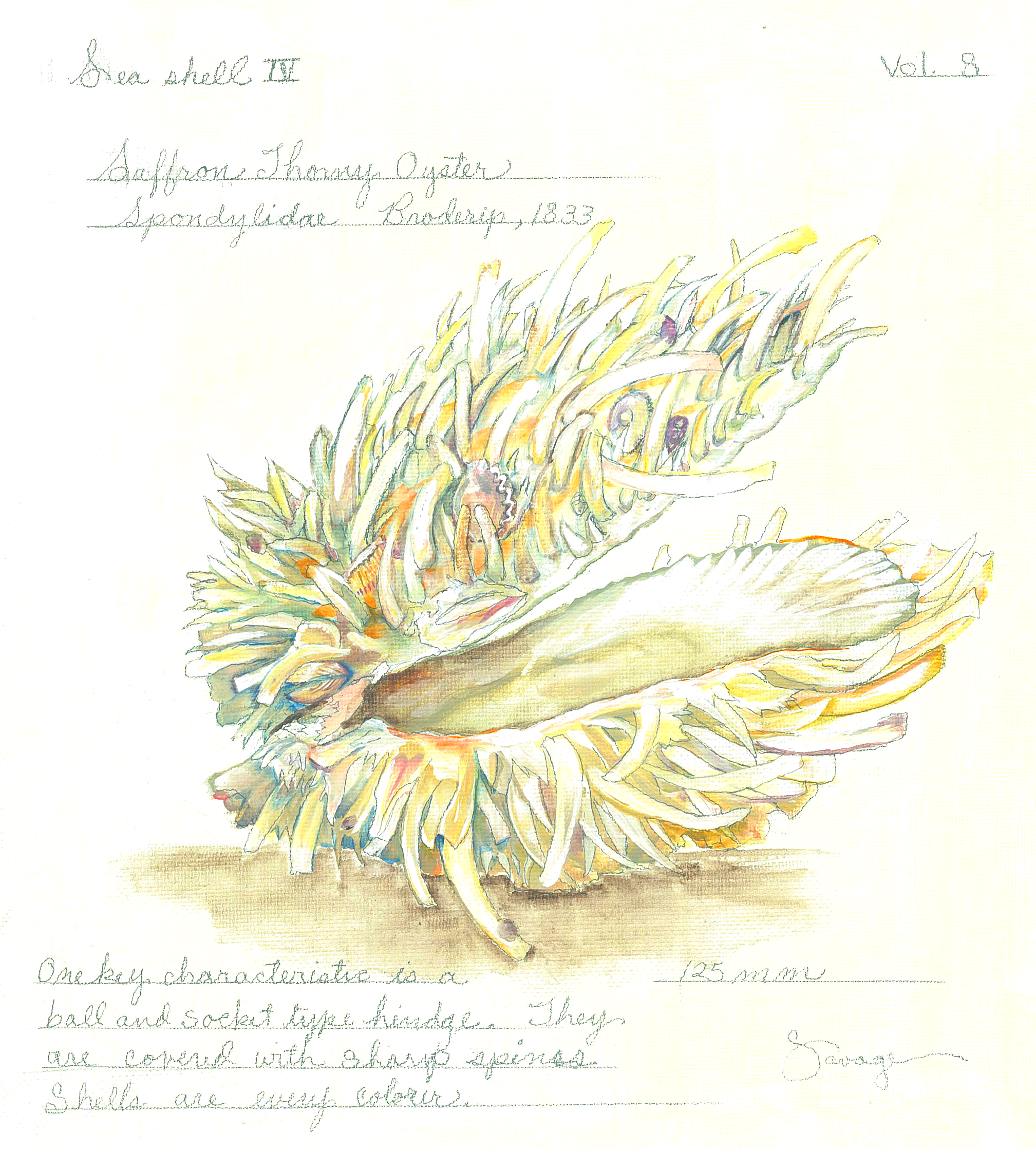 Spiny Oyster