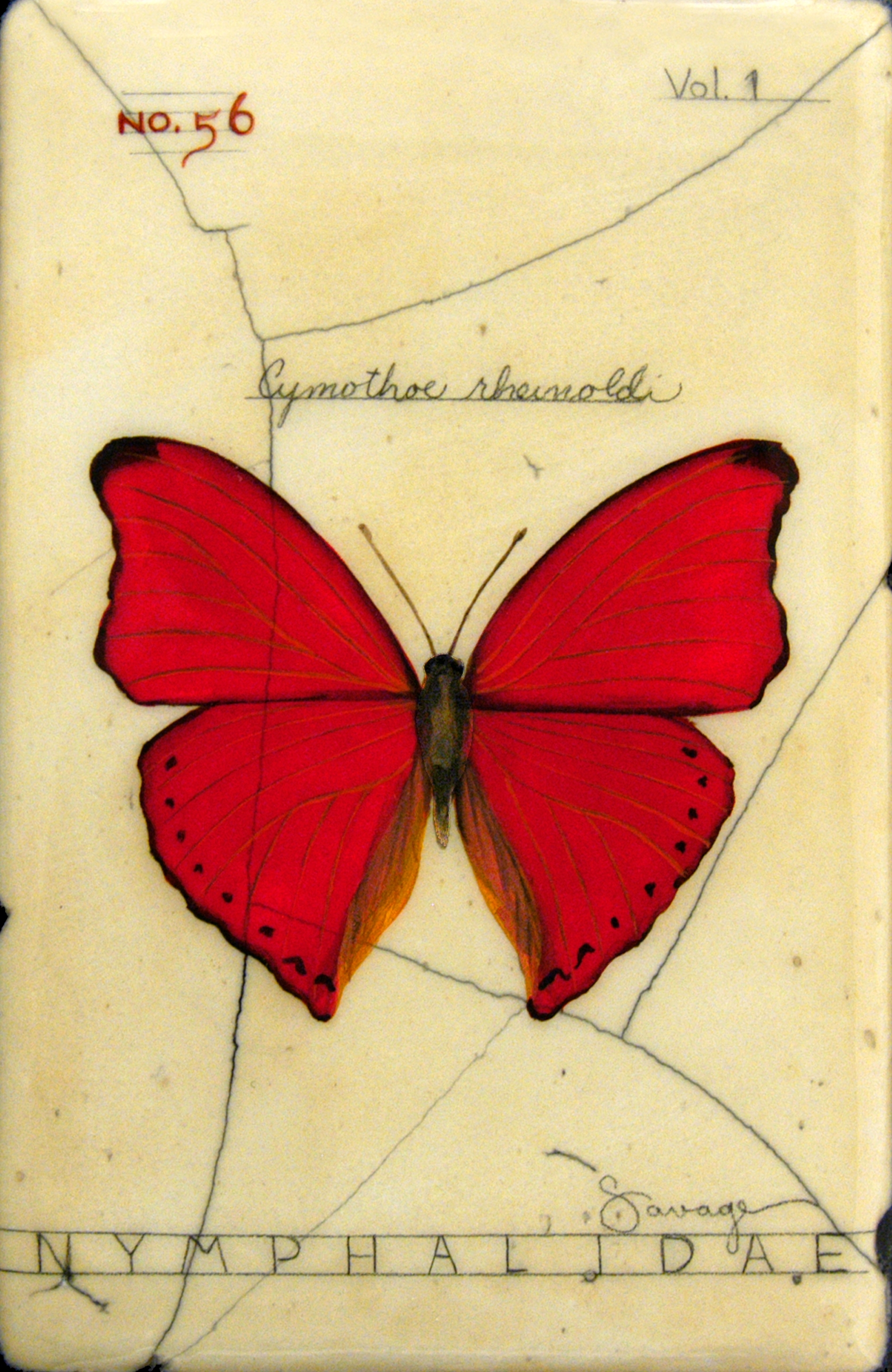 No. 56 Portia Butterfly