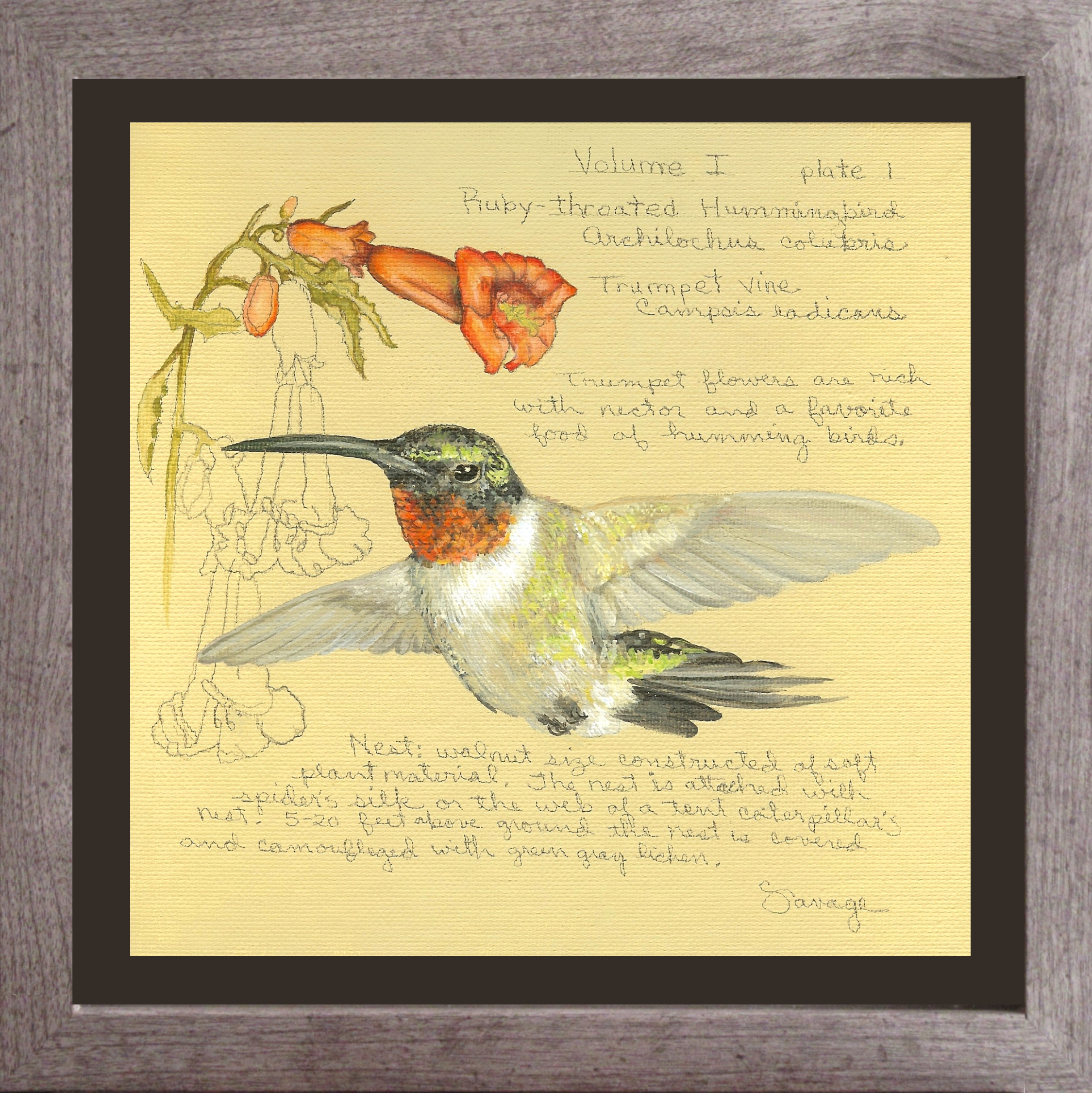 Ruby-throated Hummingbird & Trumpet Vine