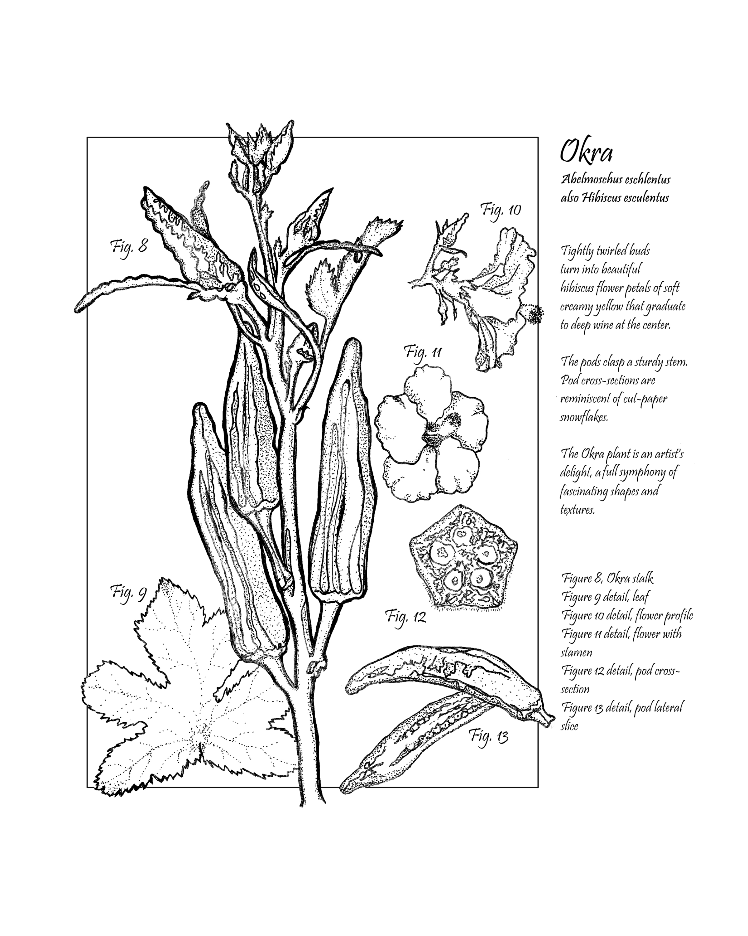 Okra