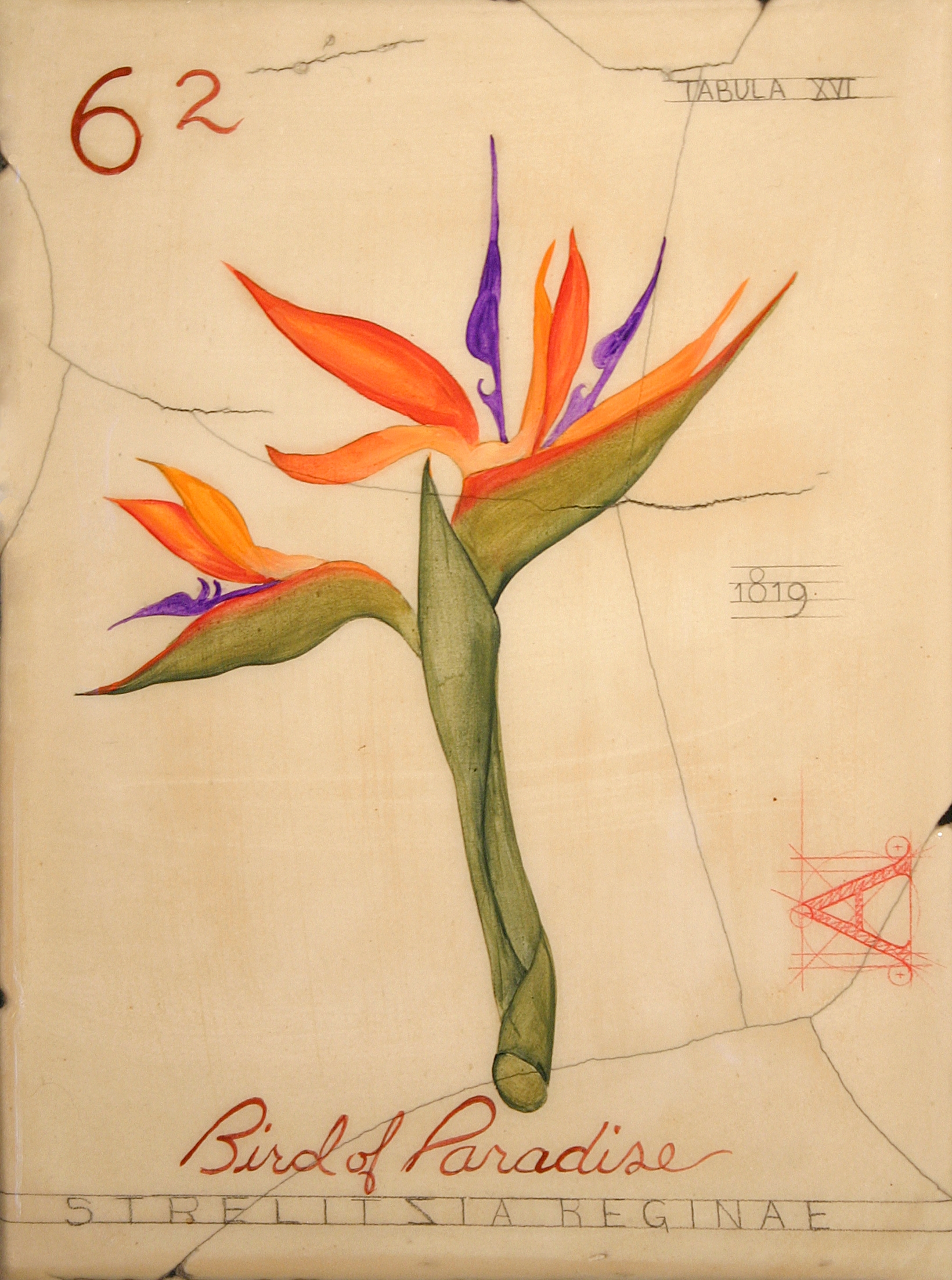No. 62 Bird of Paradise