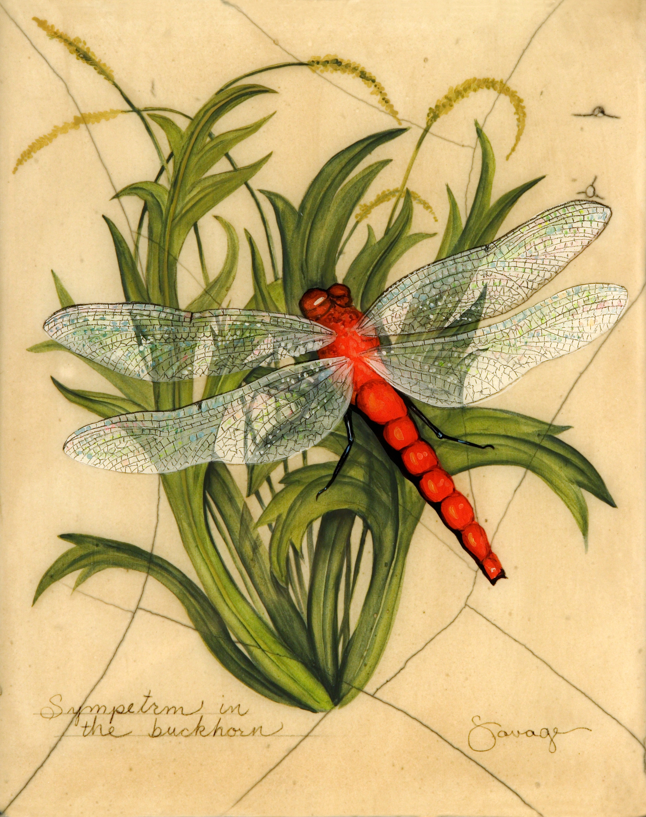 Red Dragonfly