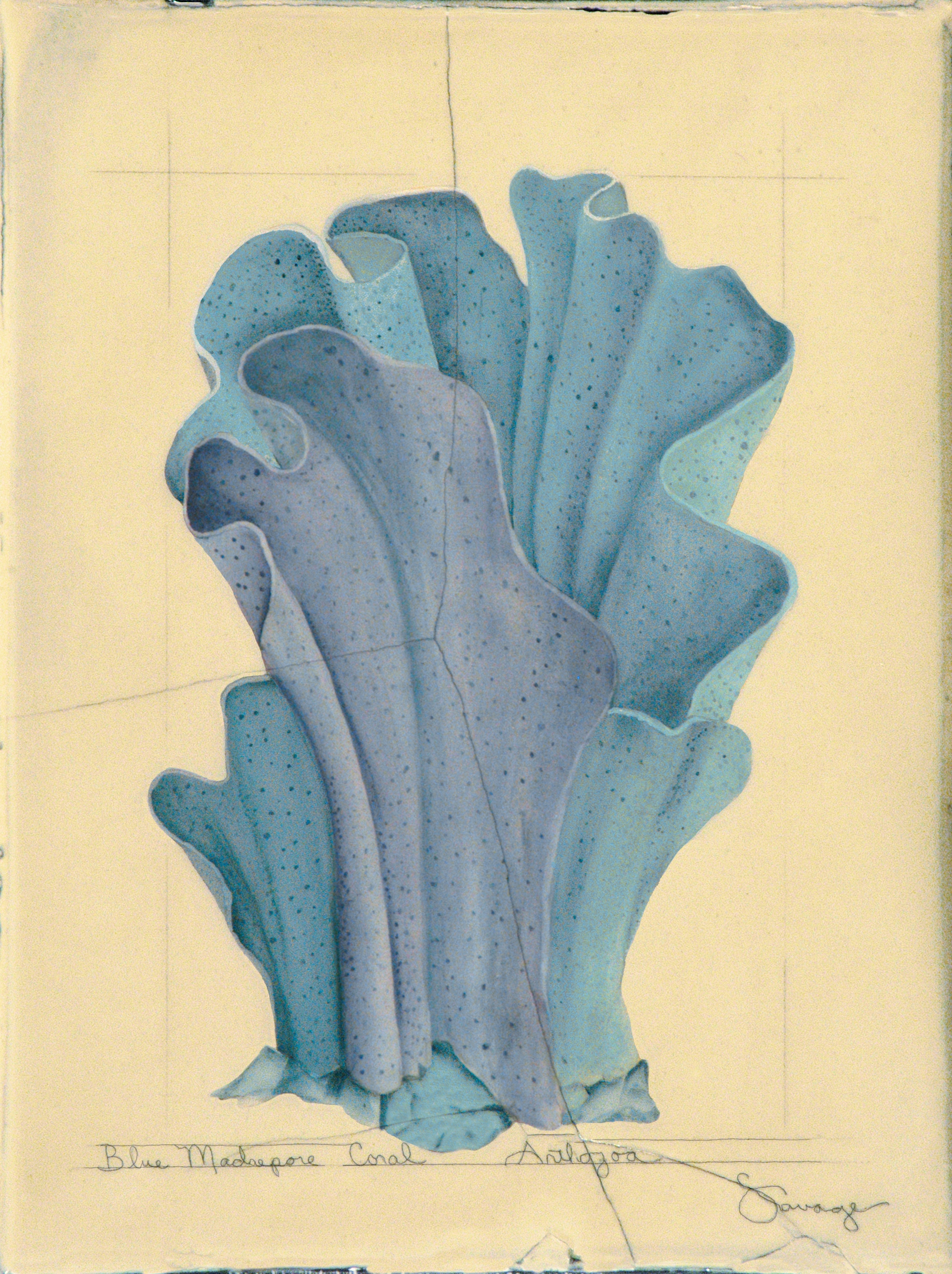 Anthozoa Coral