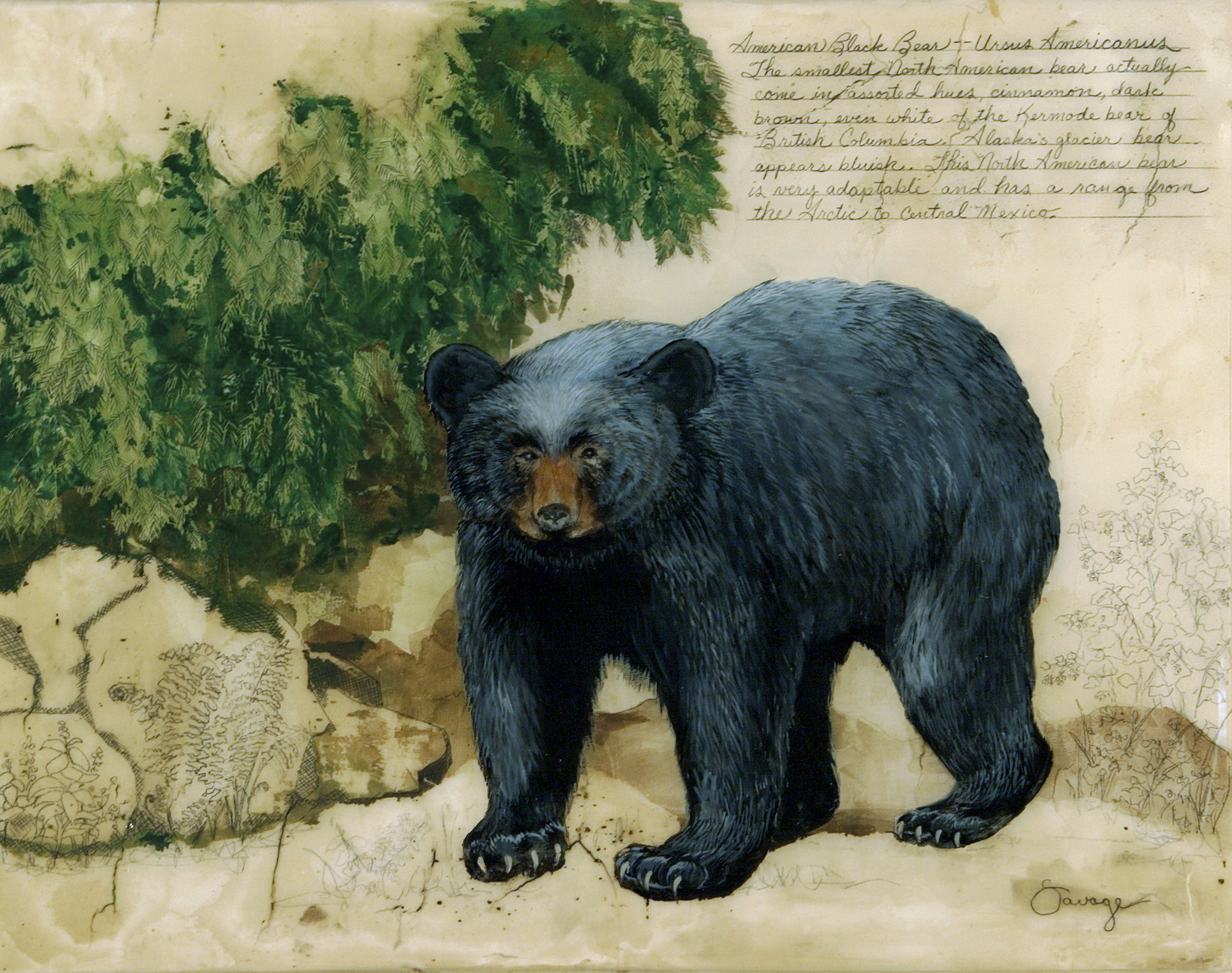 American Black Bear
