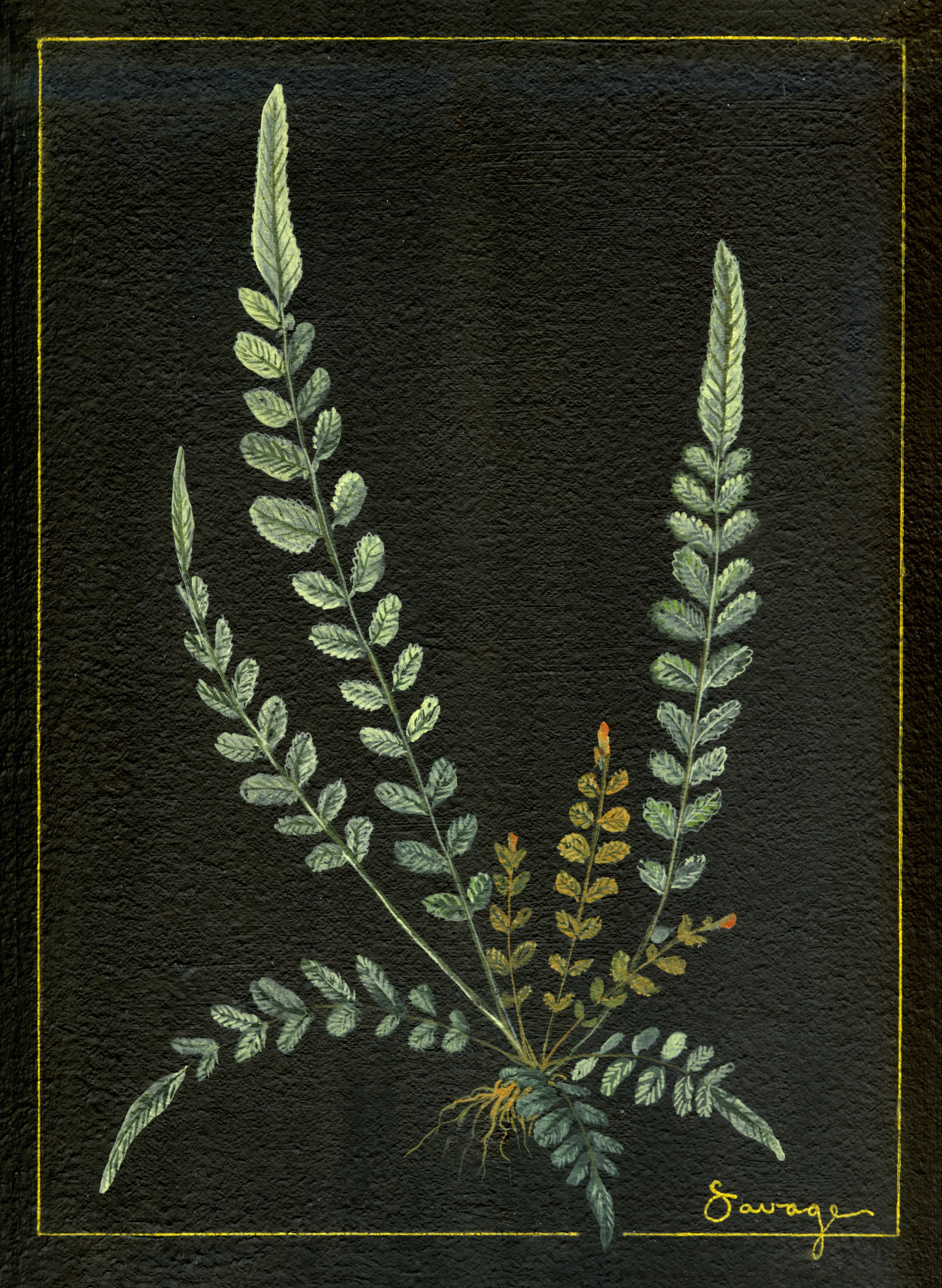 Hawksaw Fern