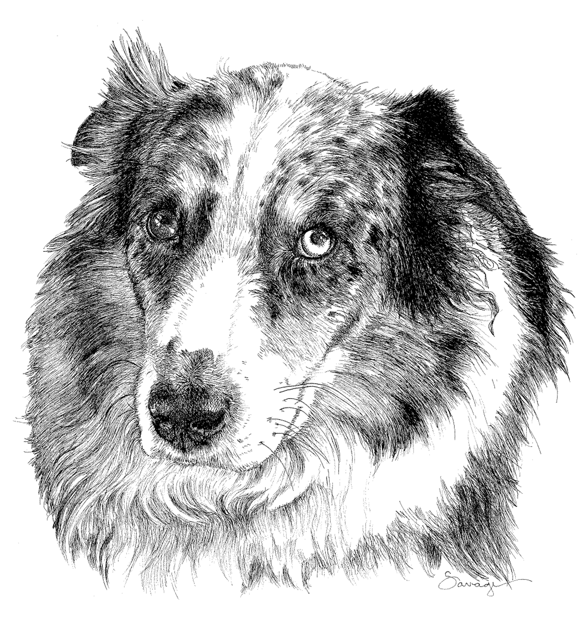 Lucy Blue, Australian Shepherd