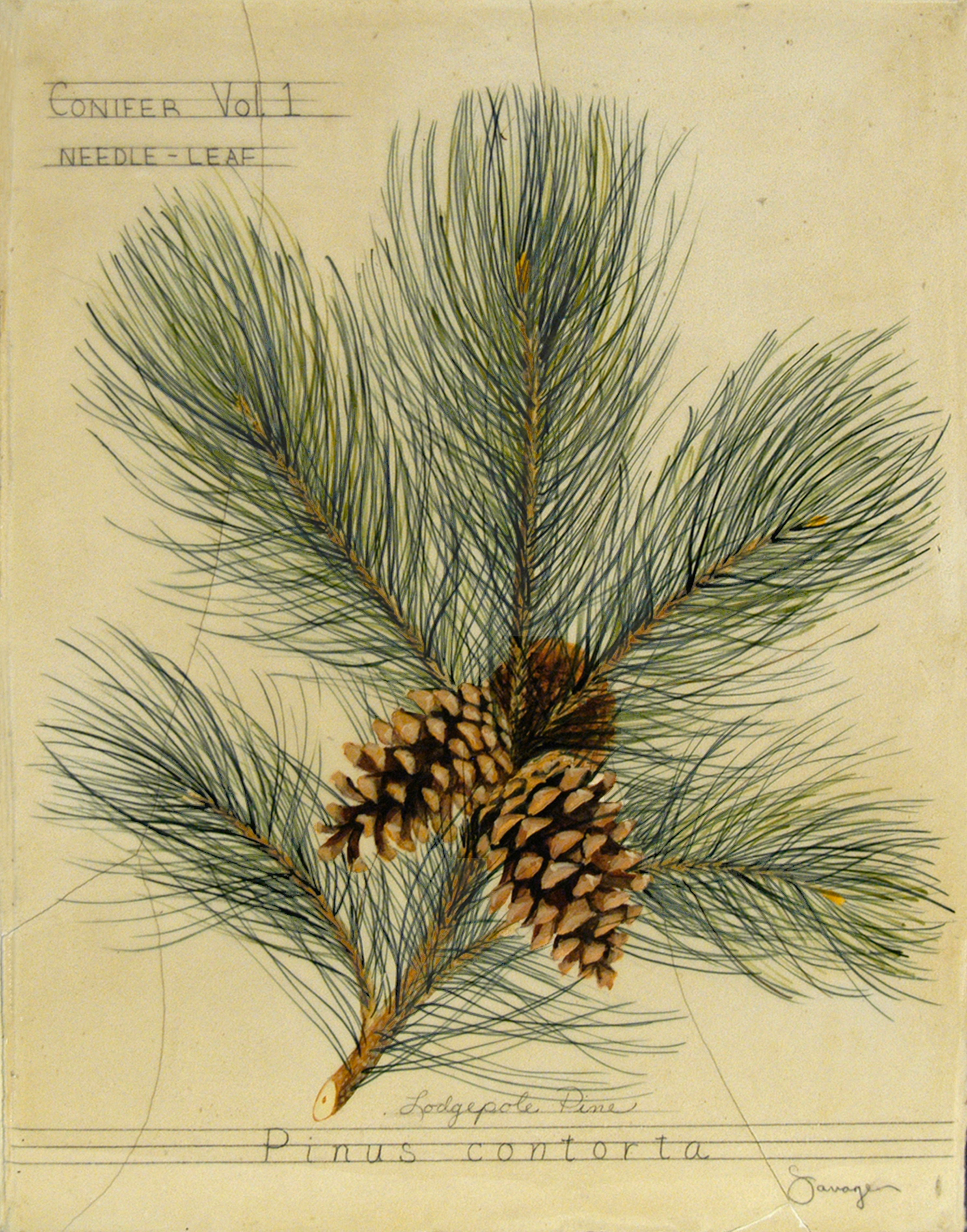 Lodgepole Pine Tree