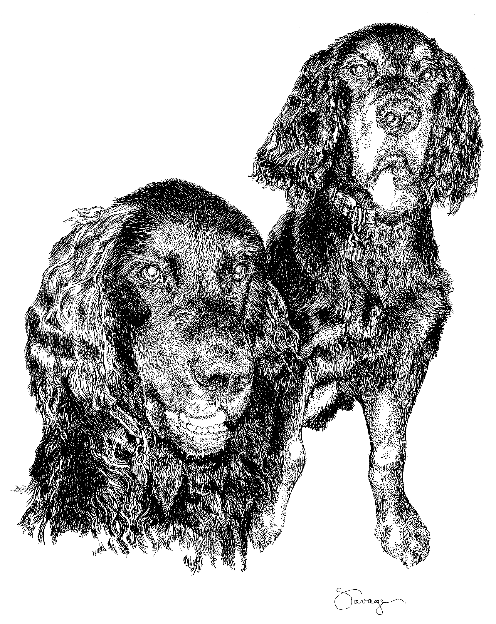 Will & Harry, Gordon Setters