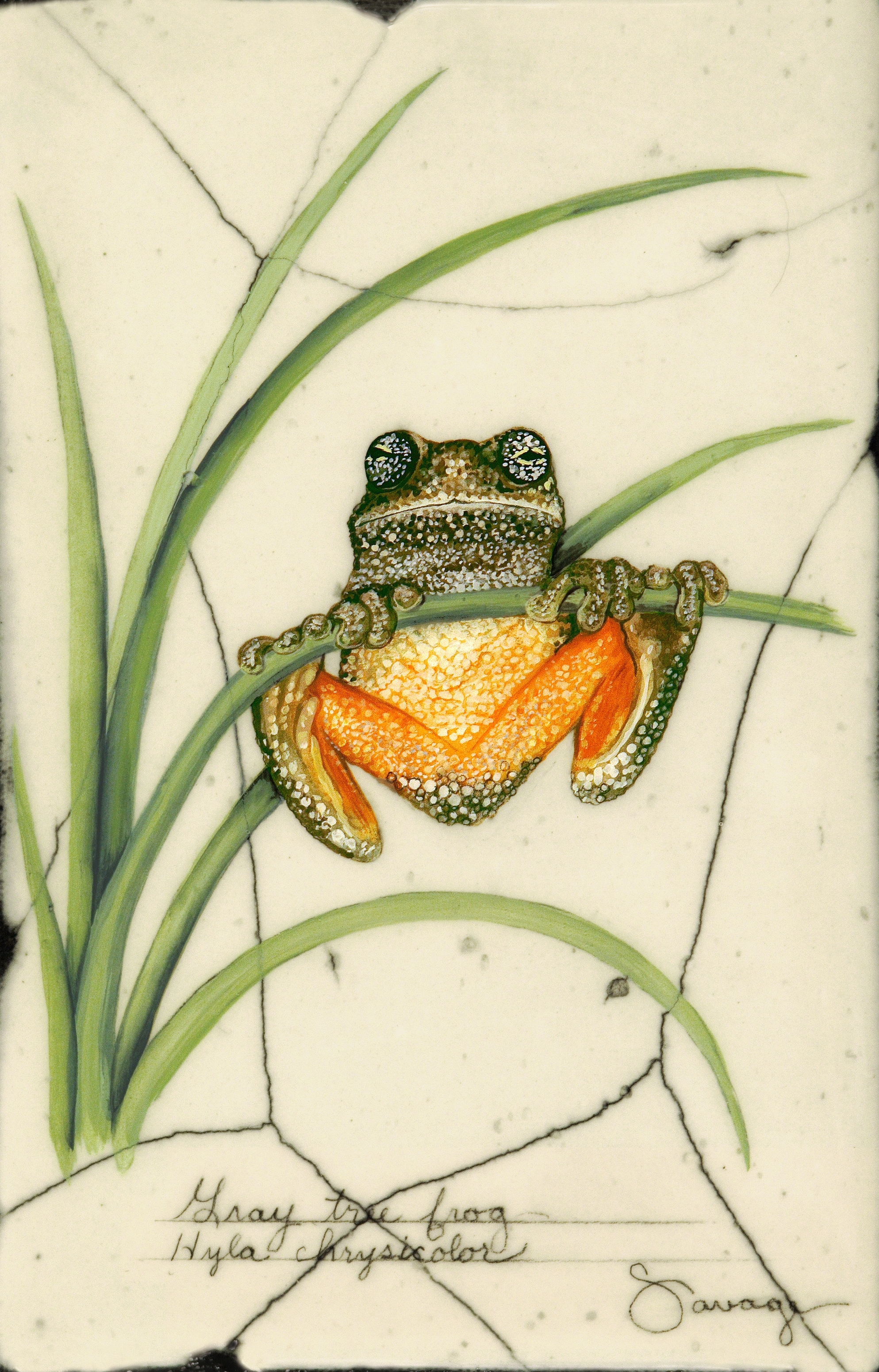 Grey Frog