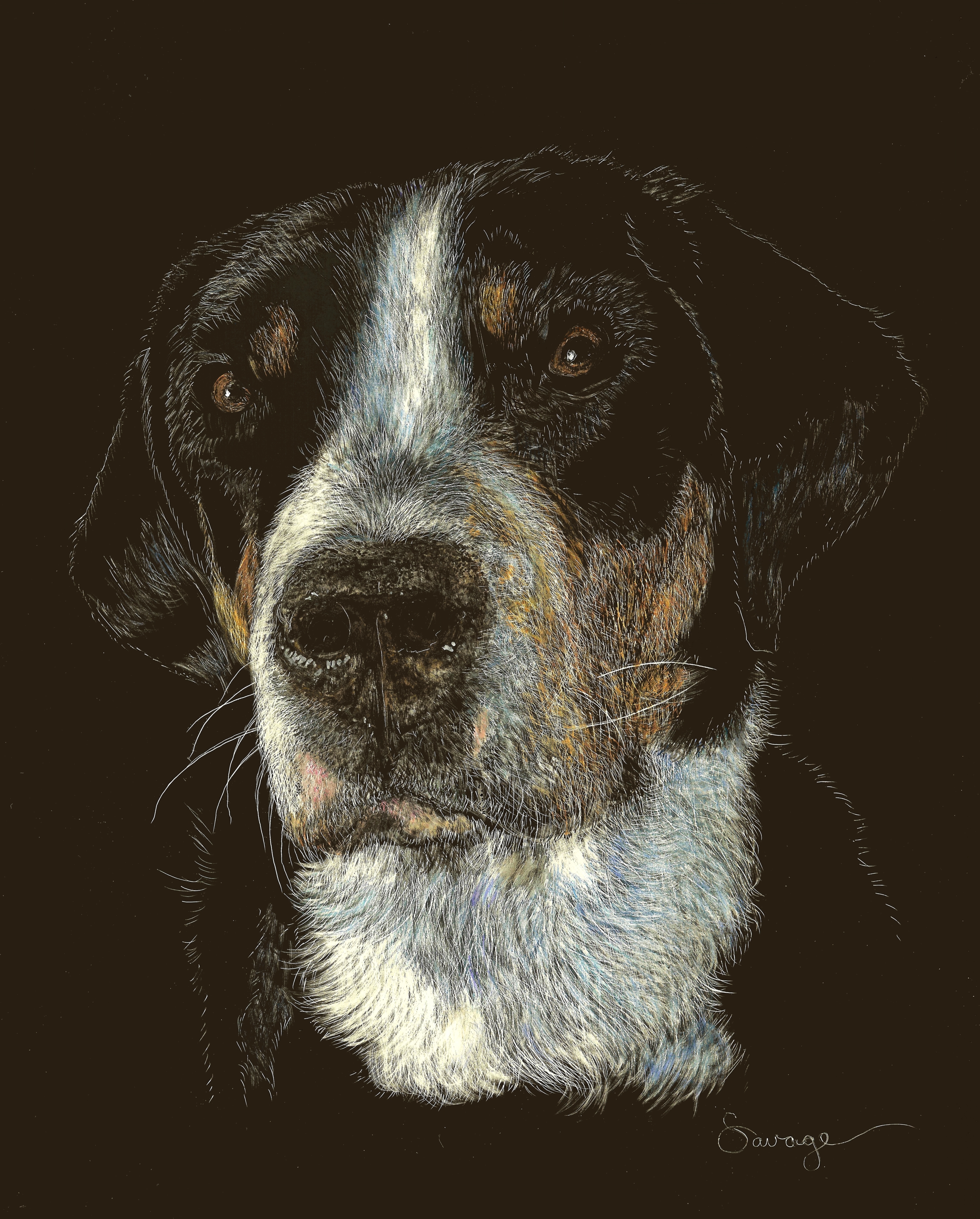 Zoe, Greater Swiss Mountain Dog