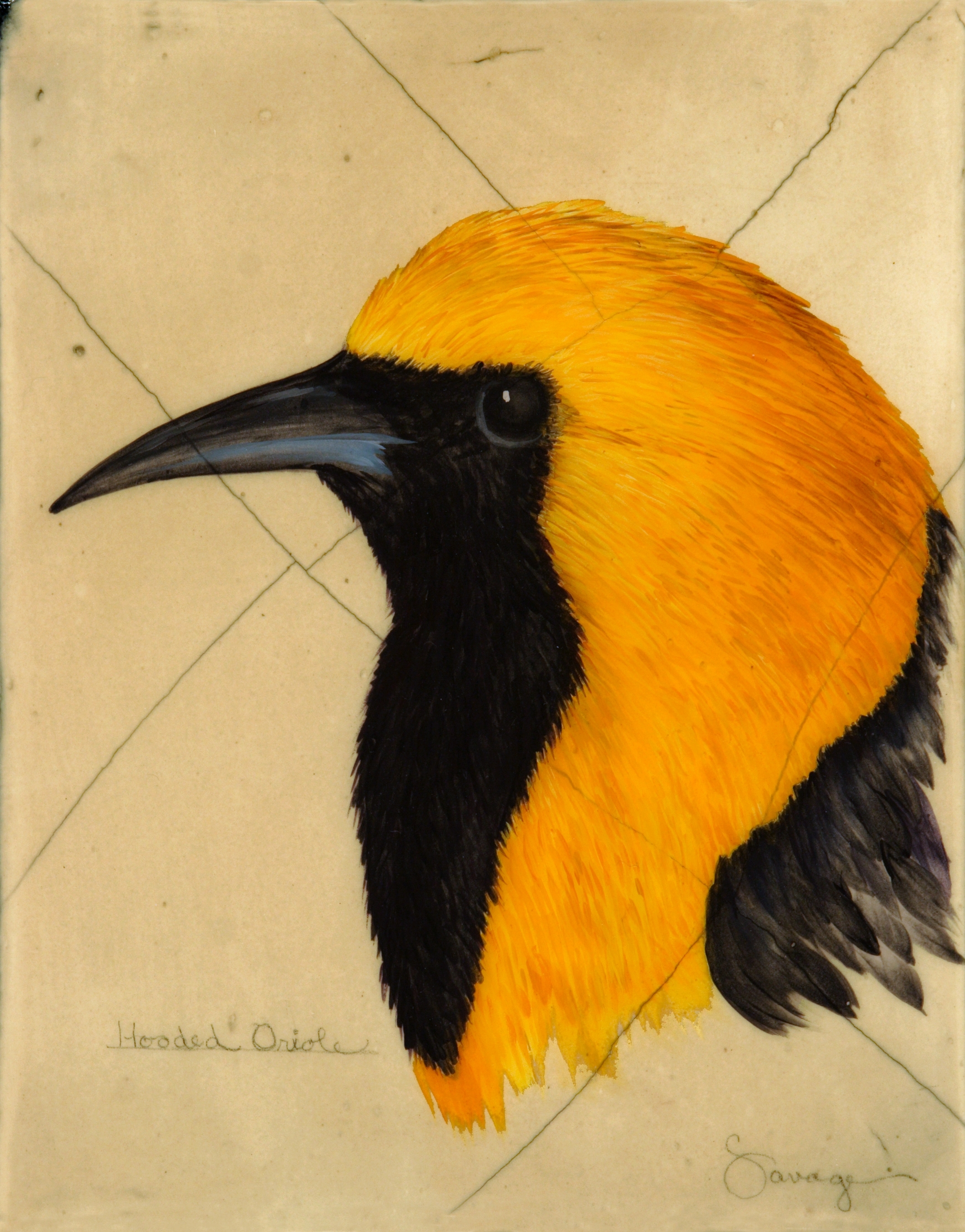 Hooded Oriole