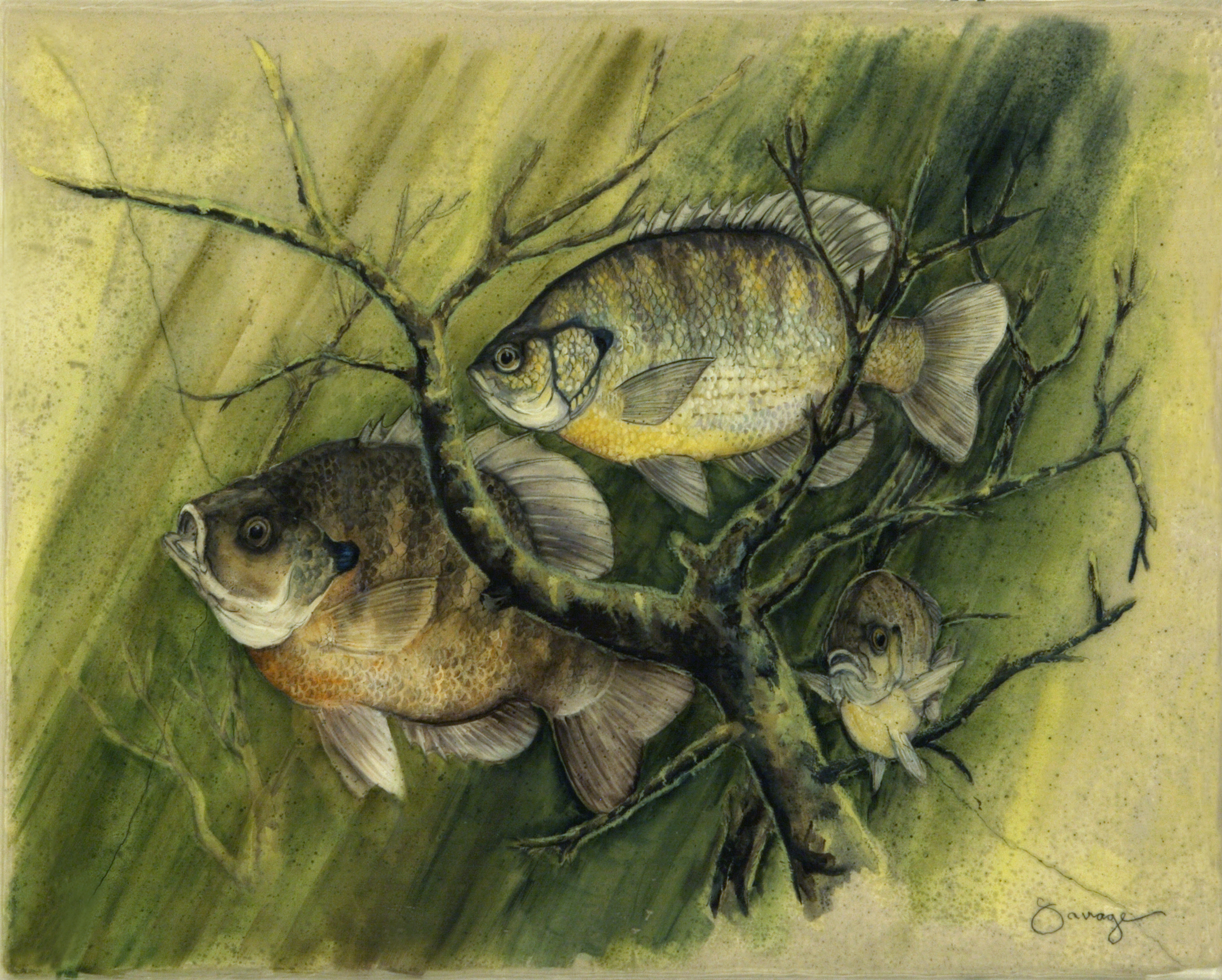 Sunfish