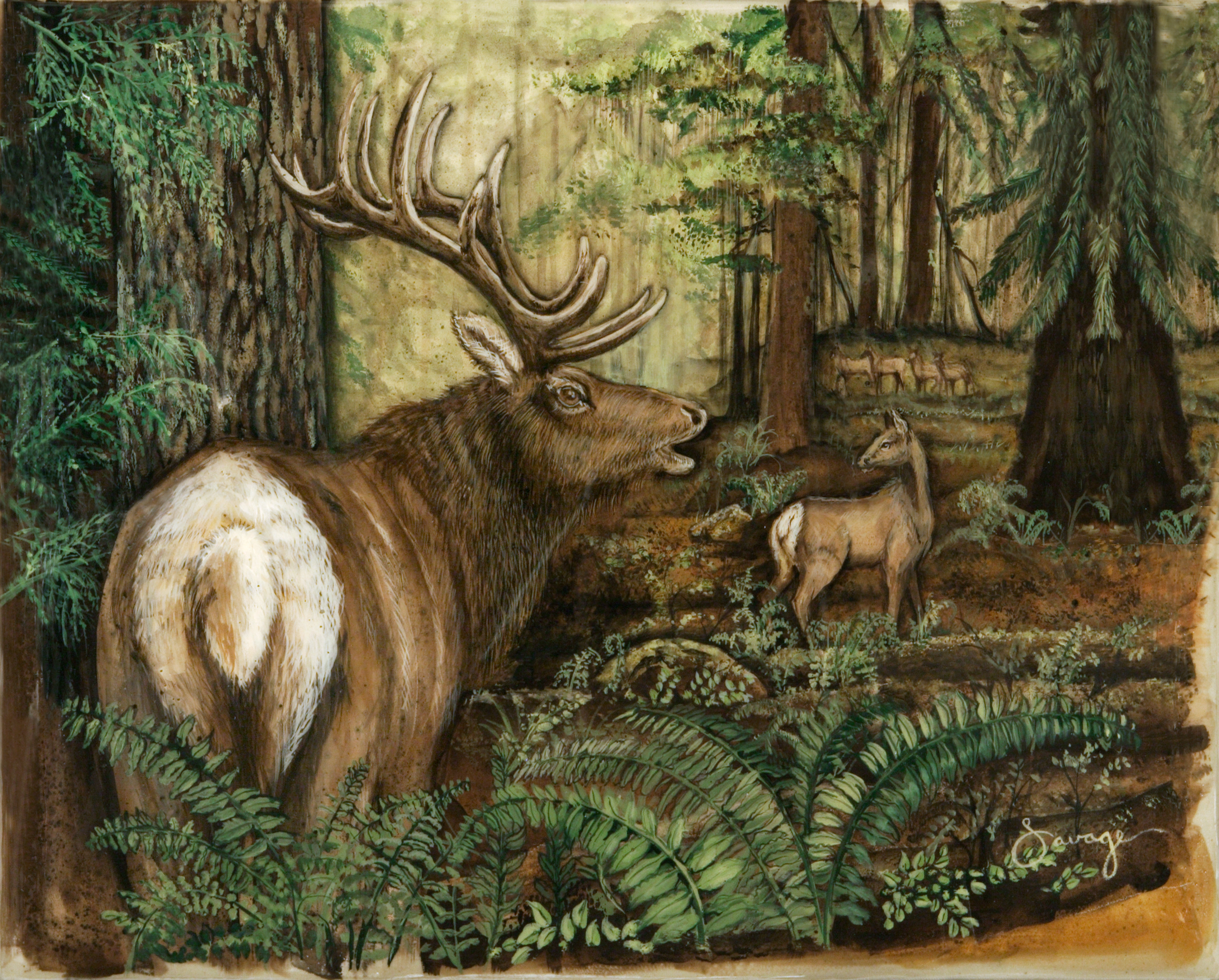 Elk