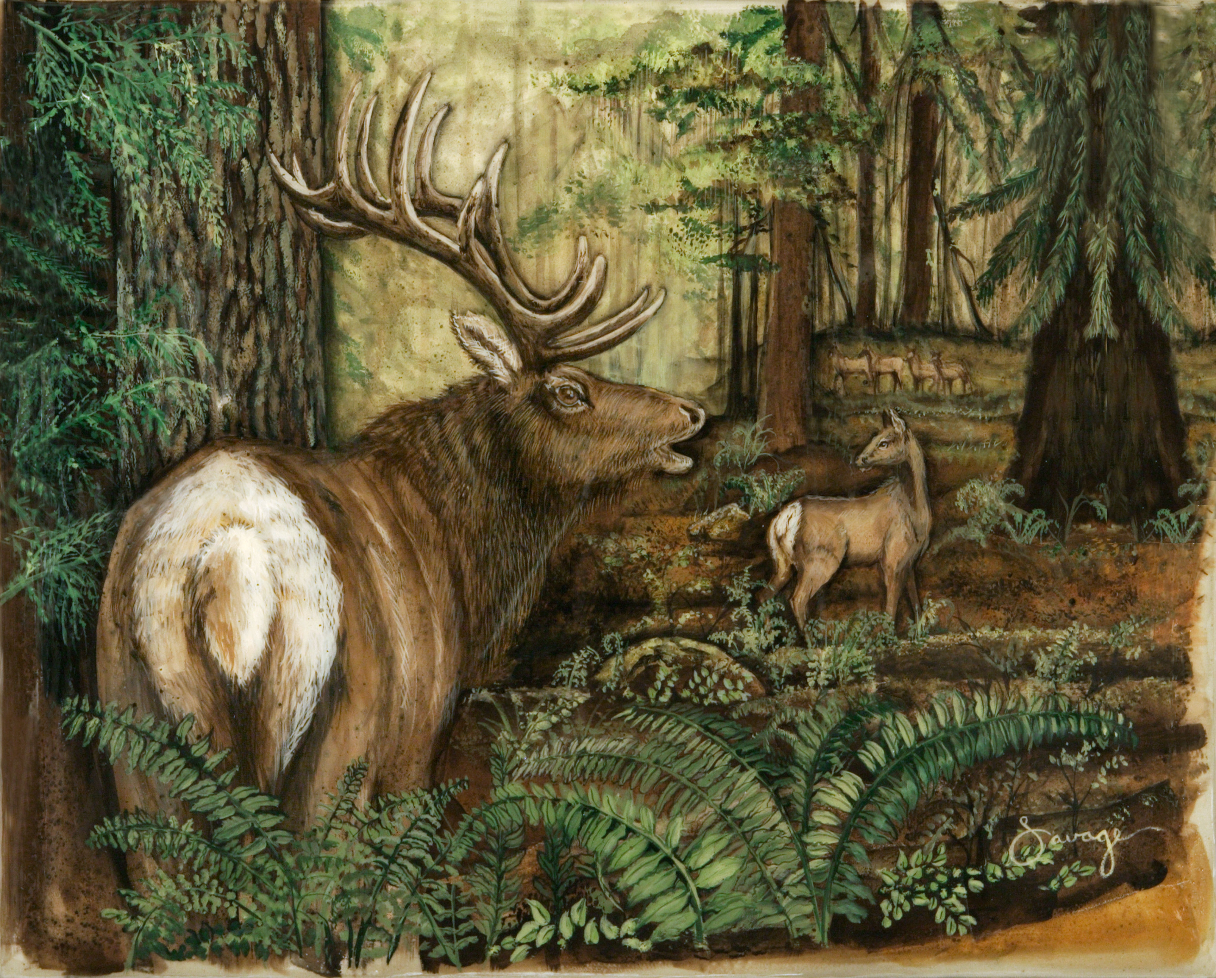 Elk Fresco