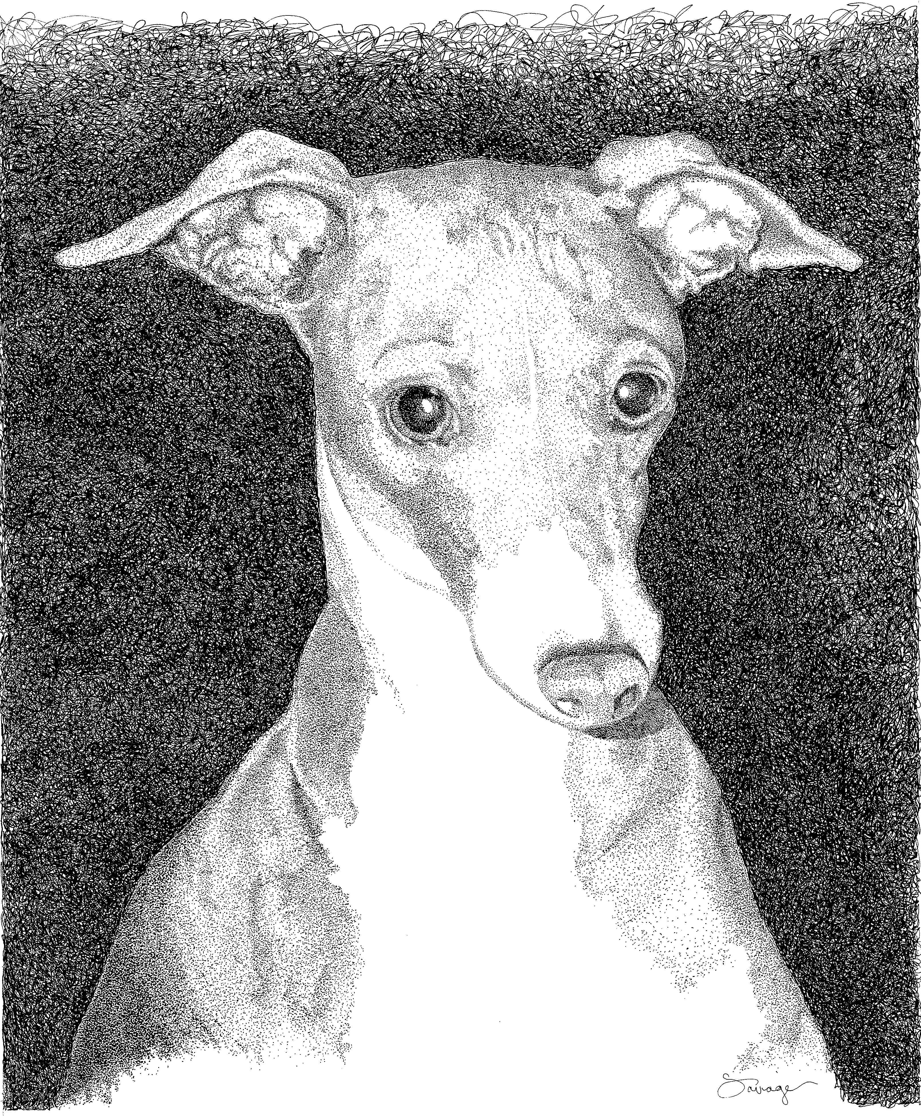 Molly Italian Greyhound