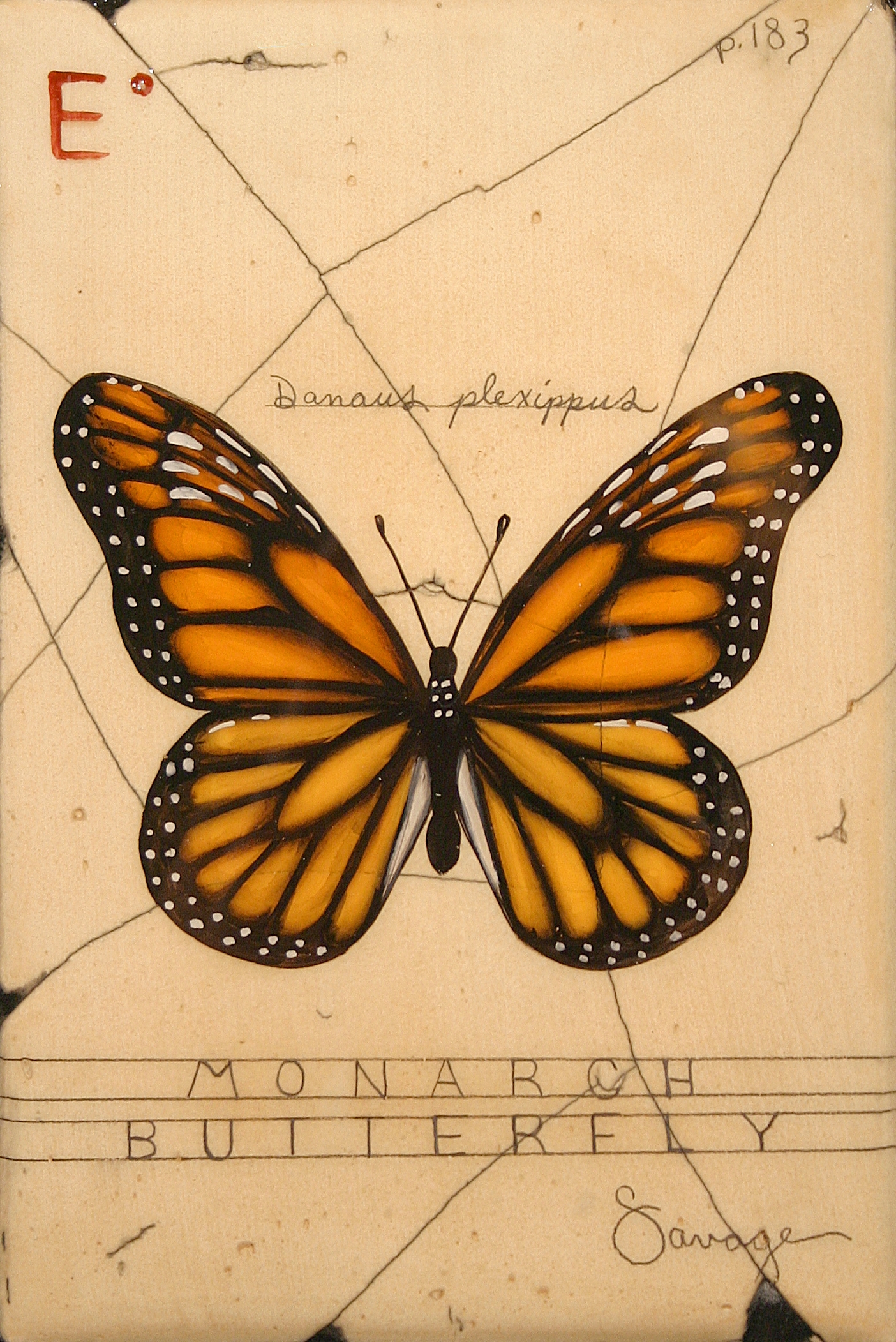 E. Monarch Butterfly