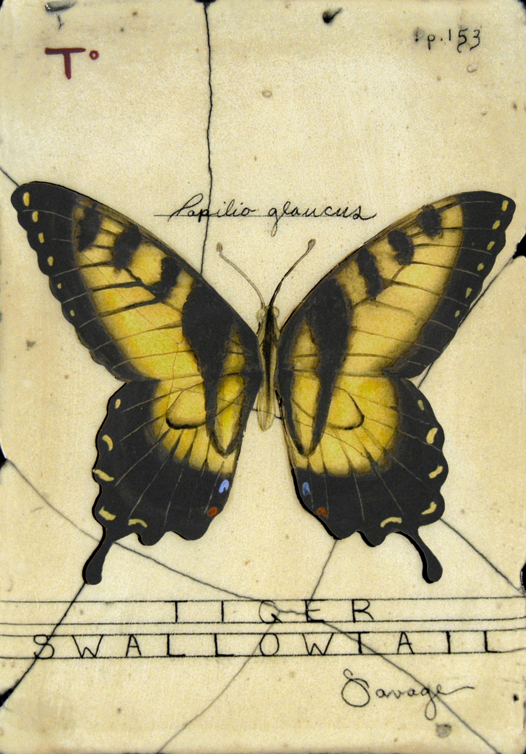 T. Tiger Swallowtail Butterfly