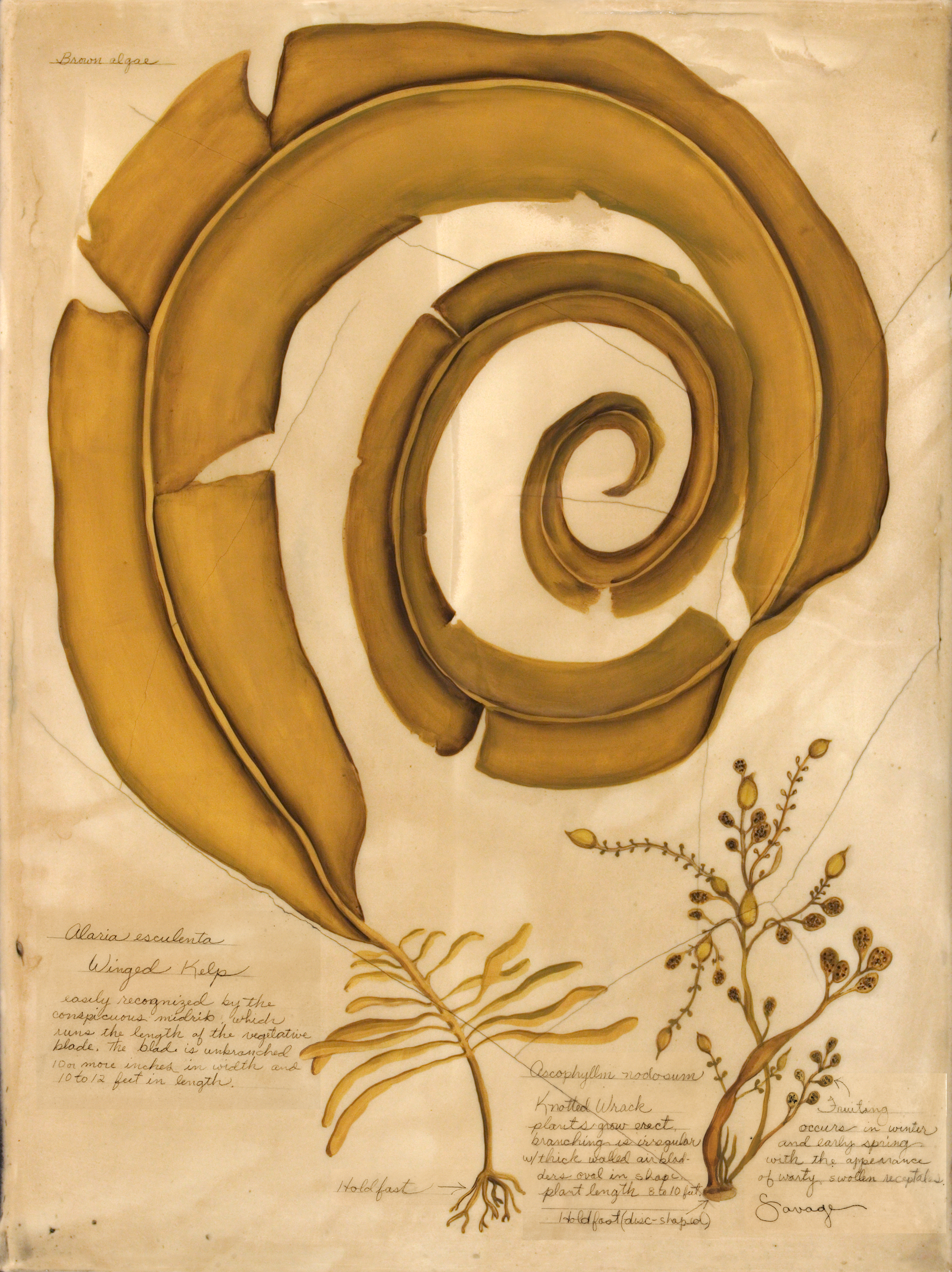 Brown Algae & Knotted Wrack