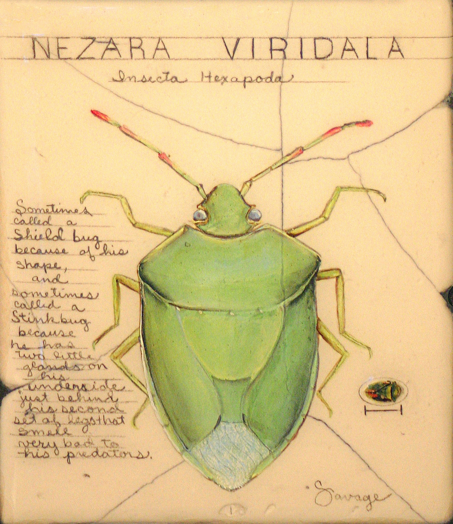Stinkbug