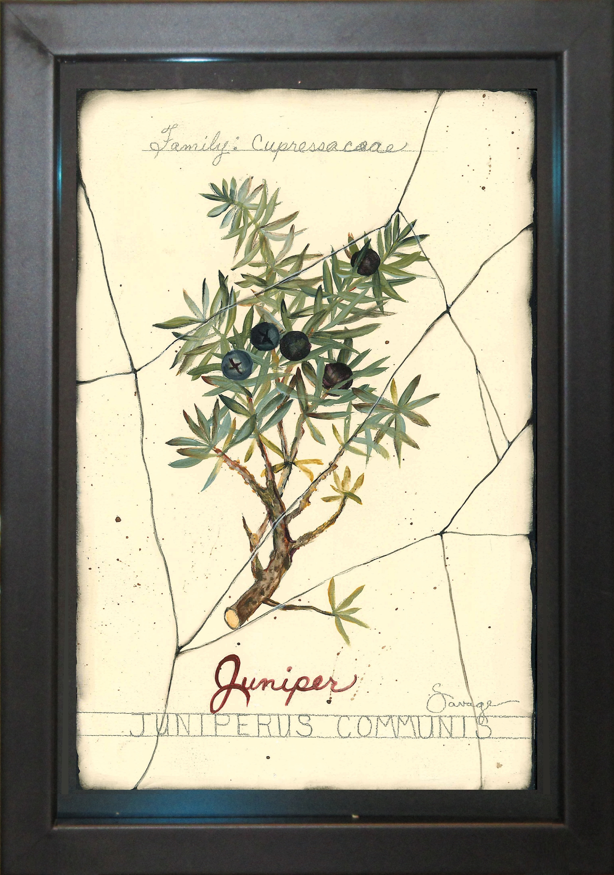 Juniper