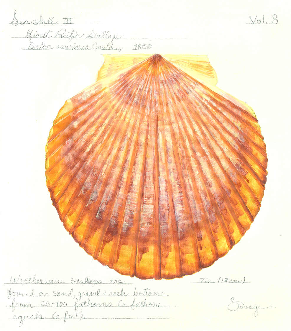 Scallop
