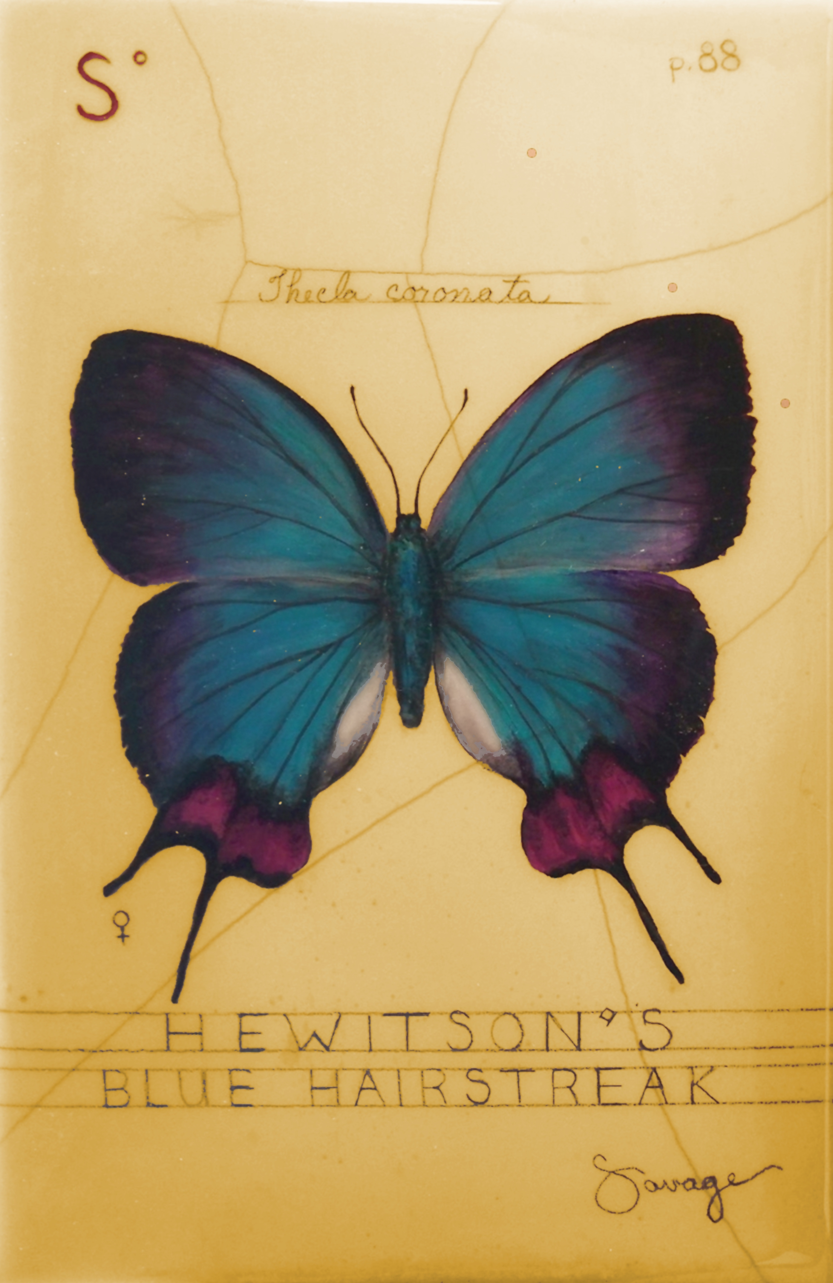 S. Blue Hairstreak Butterfly